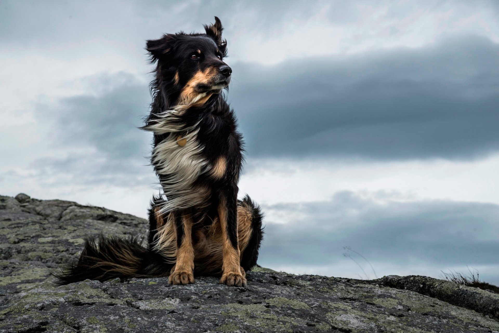 majestic cane vento pietra