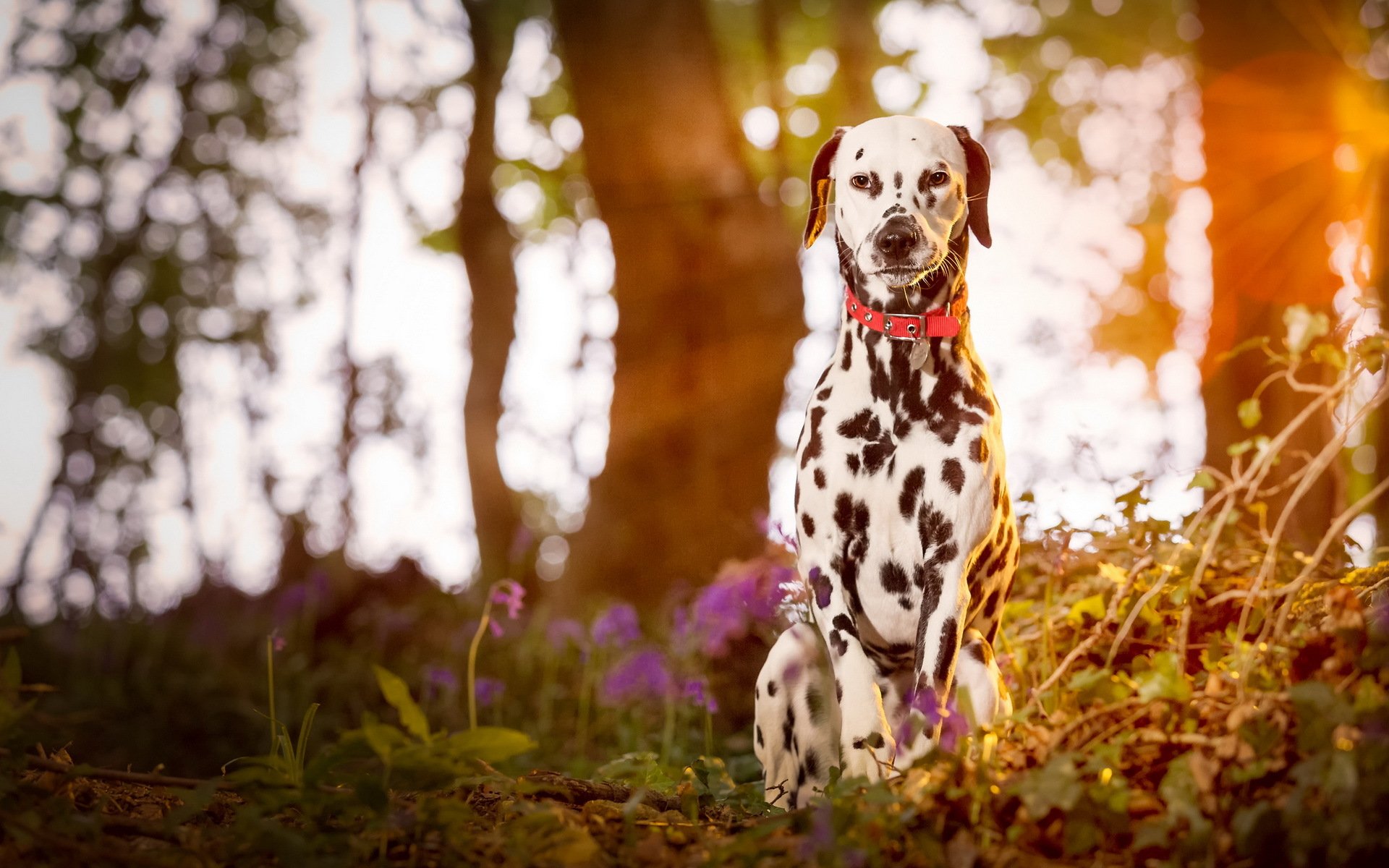 dalmata cucciolo cane albero