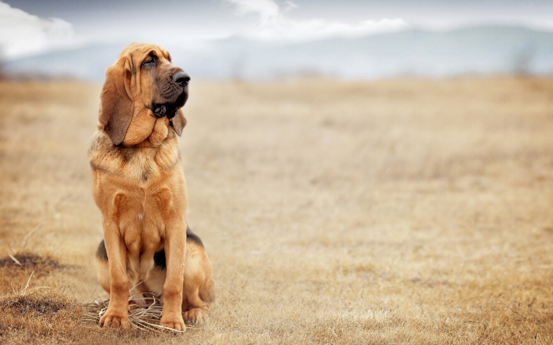 cane sguardo amico
