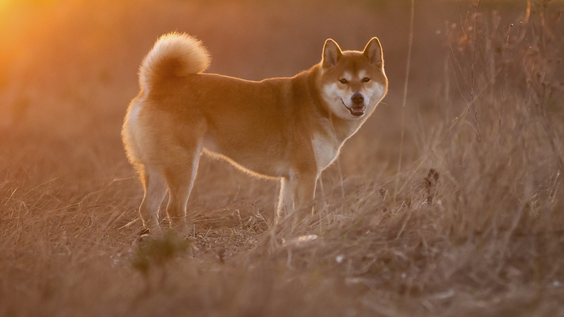 perro mirada amigo
