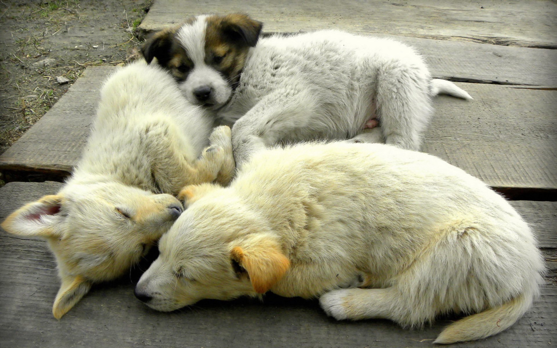 animali cani cuccioli