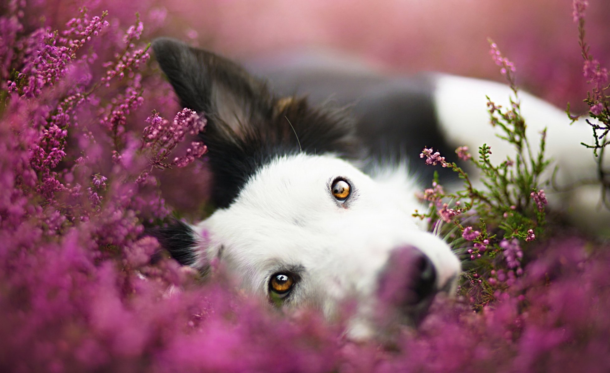 perro mirada amigo