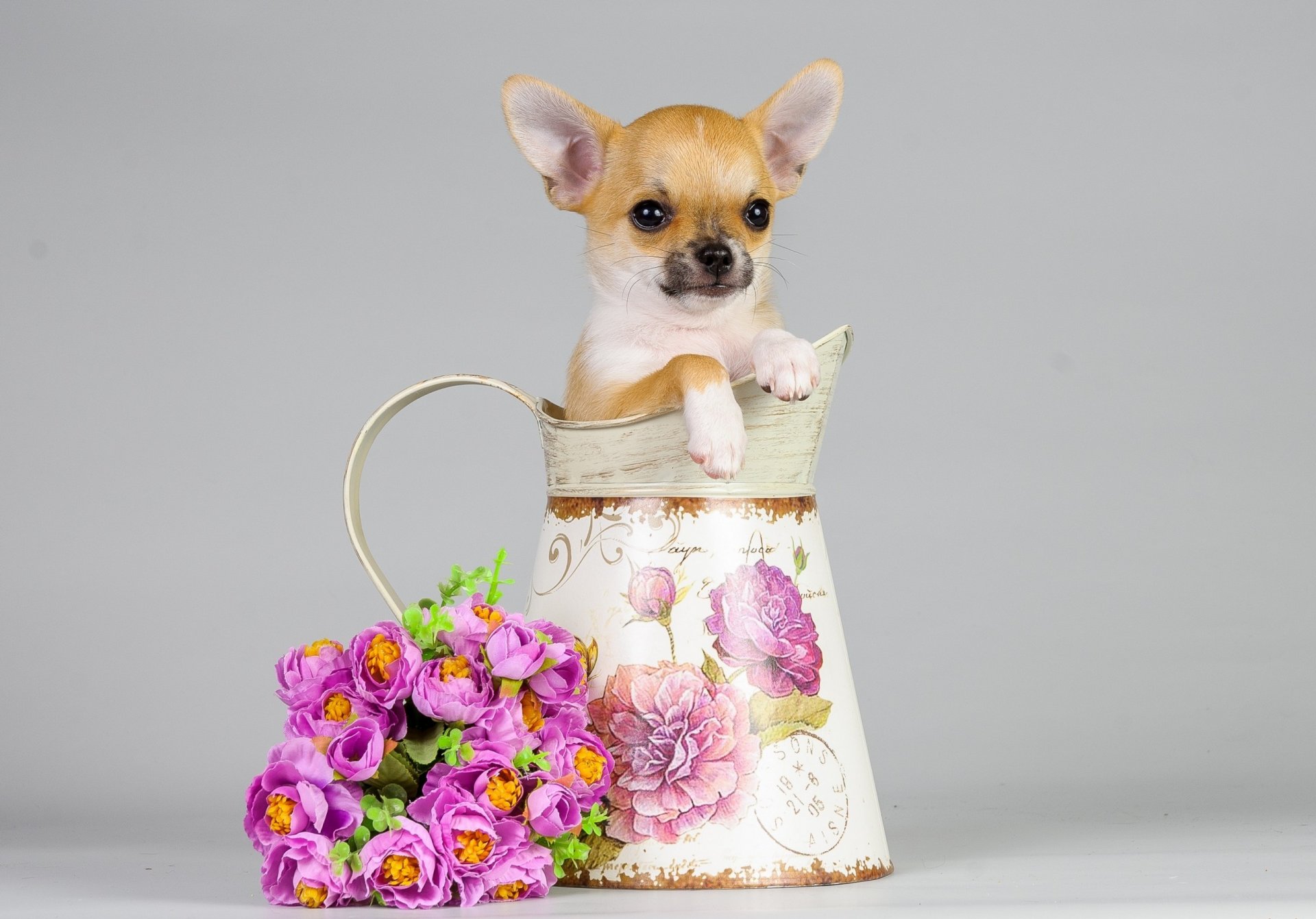 chien chiot cruche fleurs bouquet