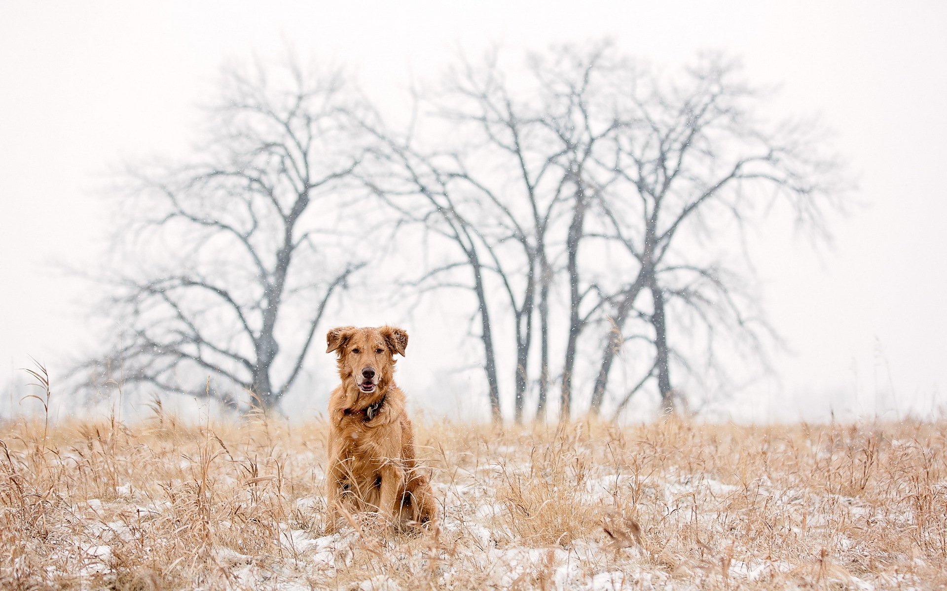 hund schnee winter golden retriever