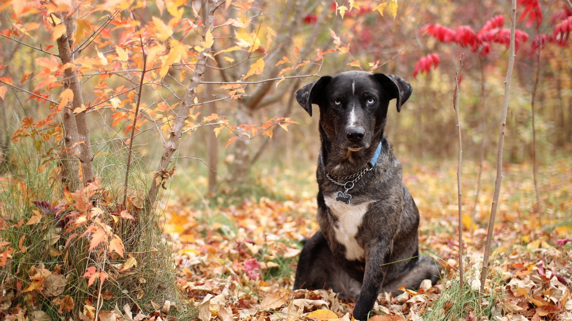 cane cane da guardia catena collare autunno foresta erba multicolore fogliame