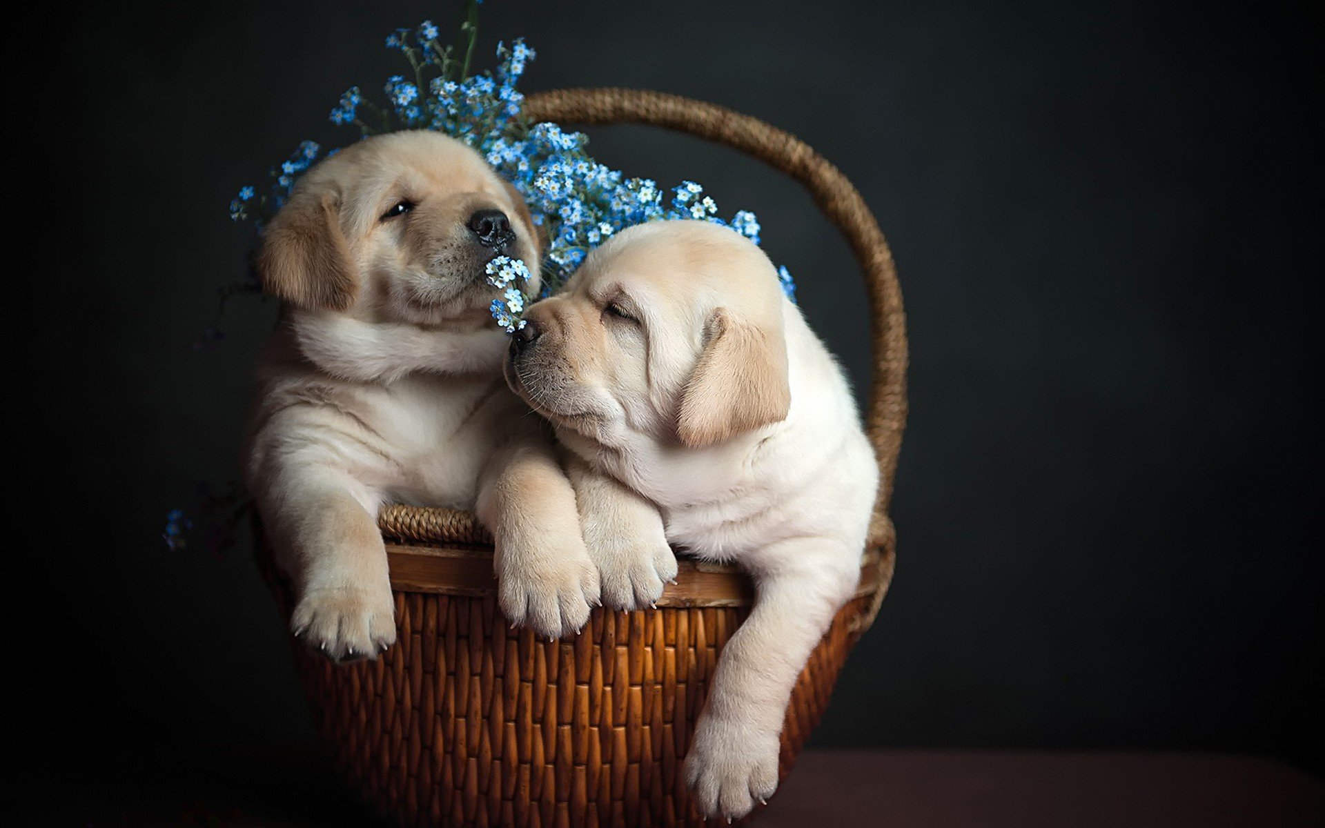 puppies shopping flower background