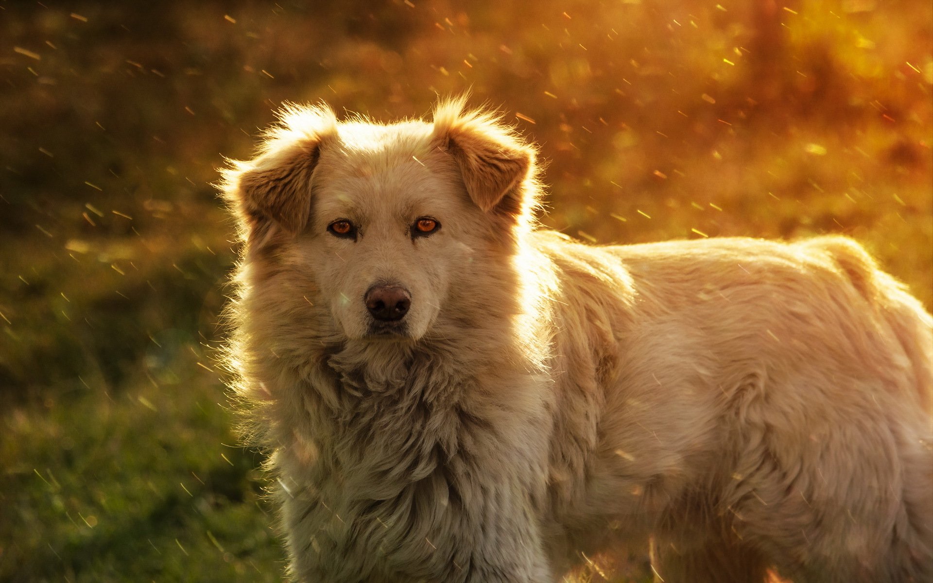 chien vue ami été