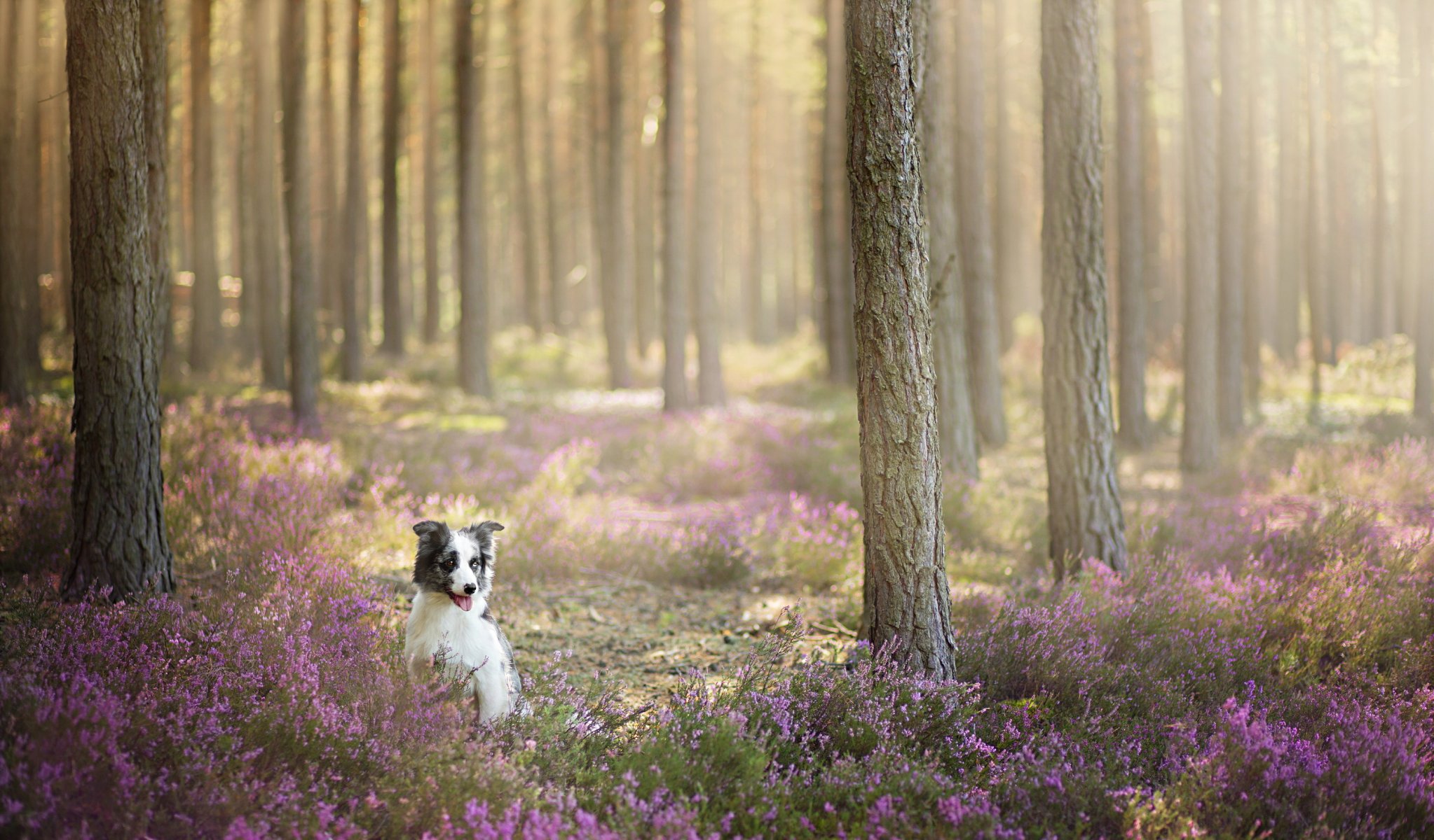 cane sguardo amico foresta