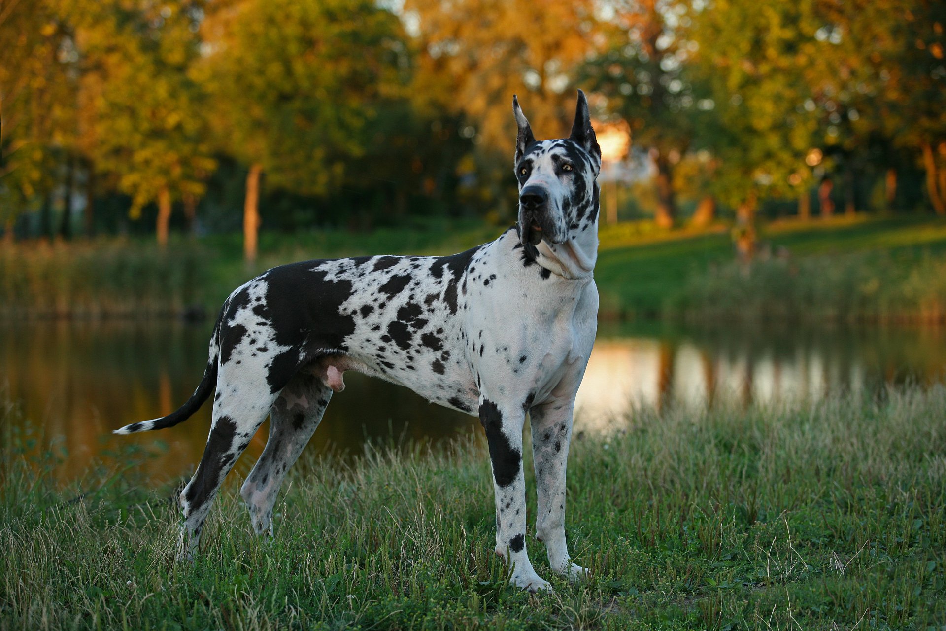 chien allemand dogue herbe