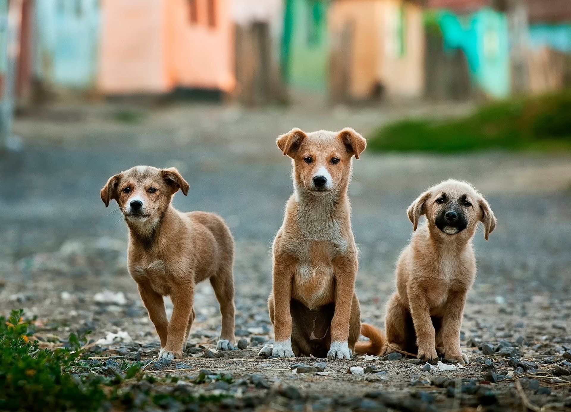 tres divertido cachorro