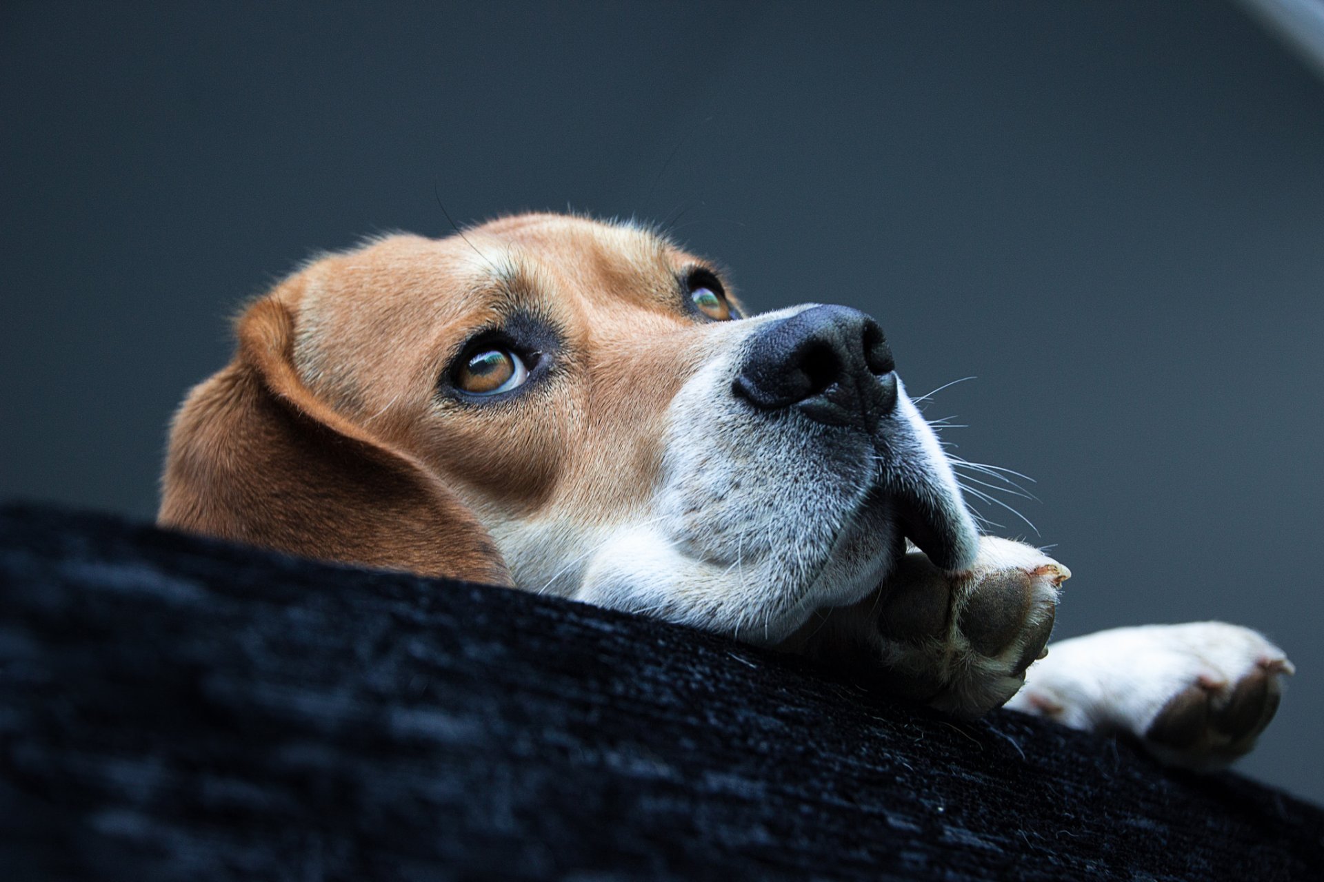 chien beagle race museau pattes se trouve