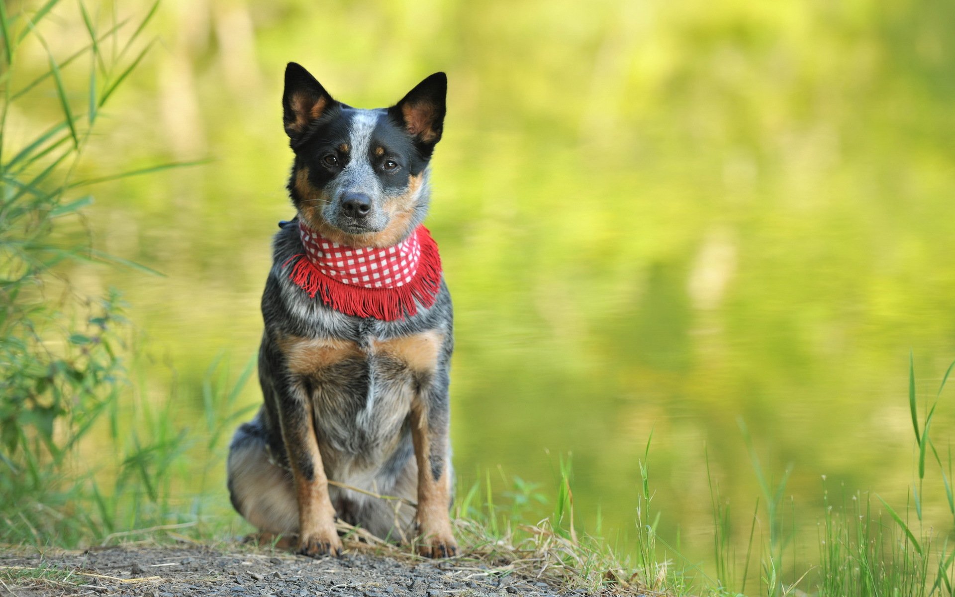 chien vue ami été