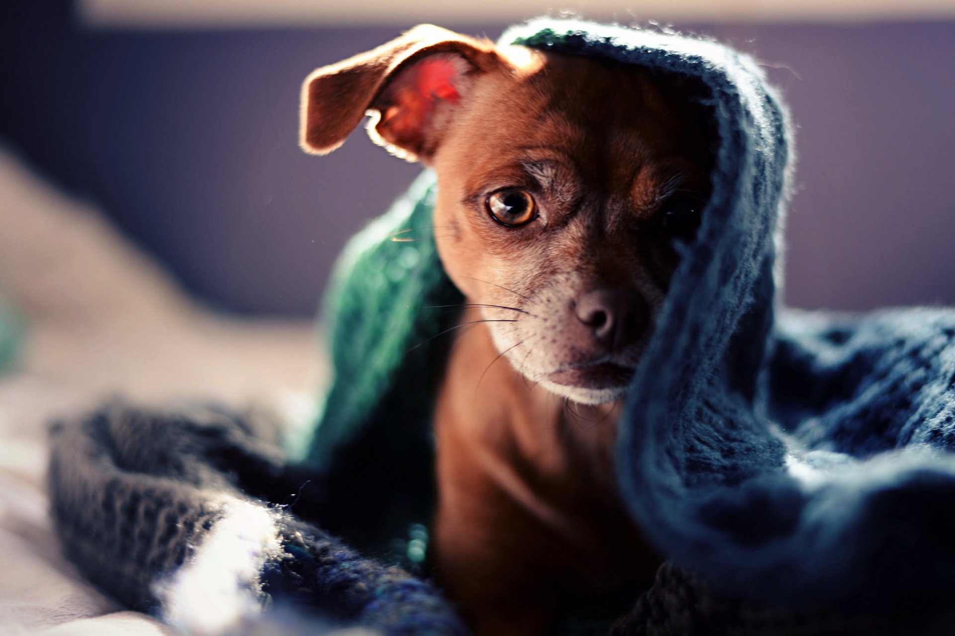 perro cachorro mirada cuadros