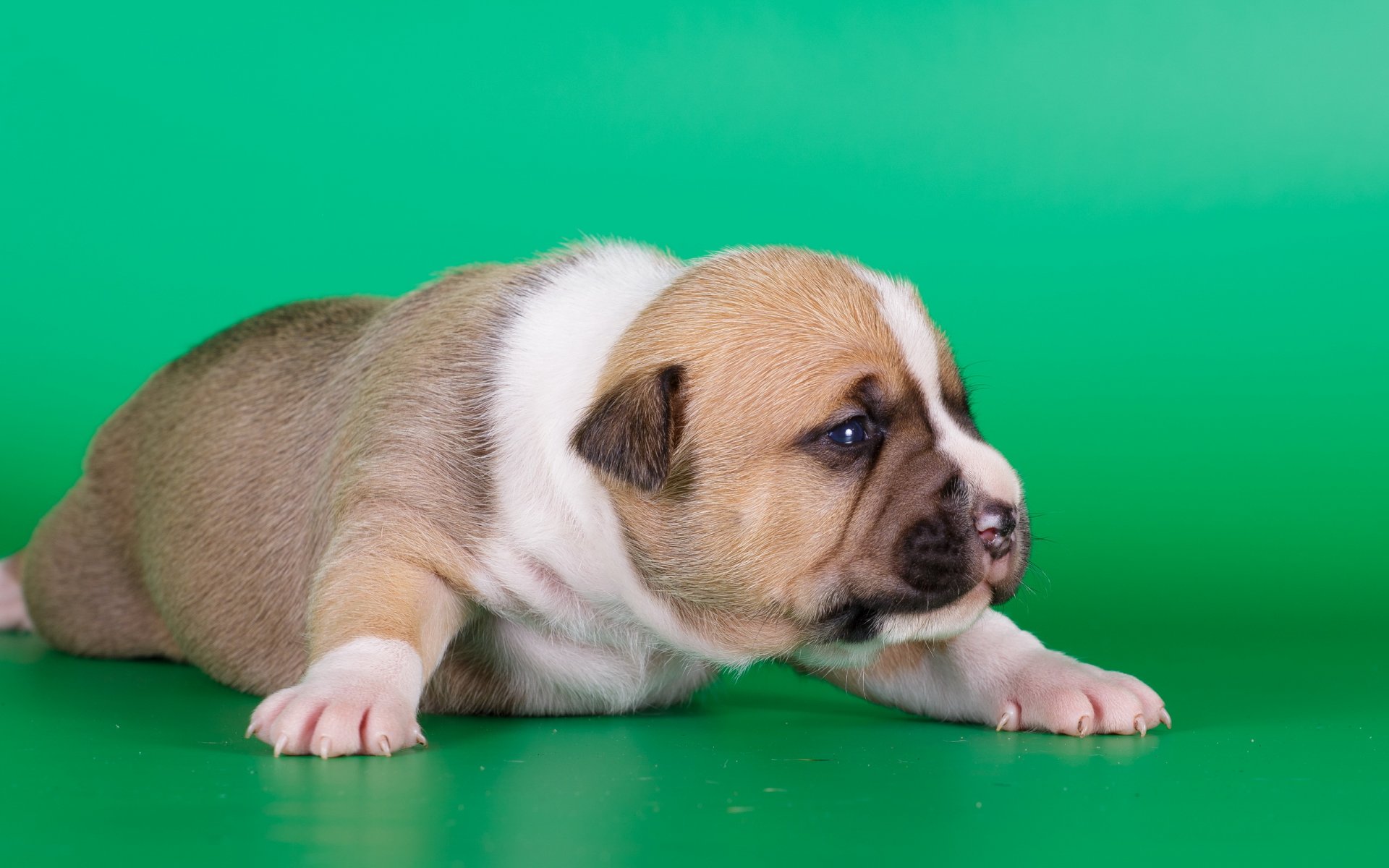 perro cachorro amstaff