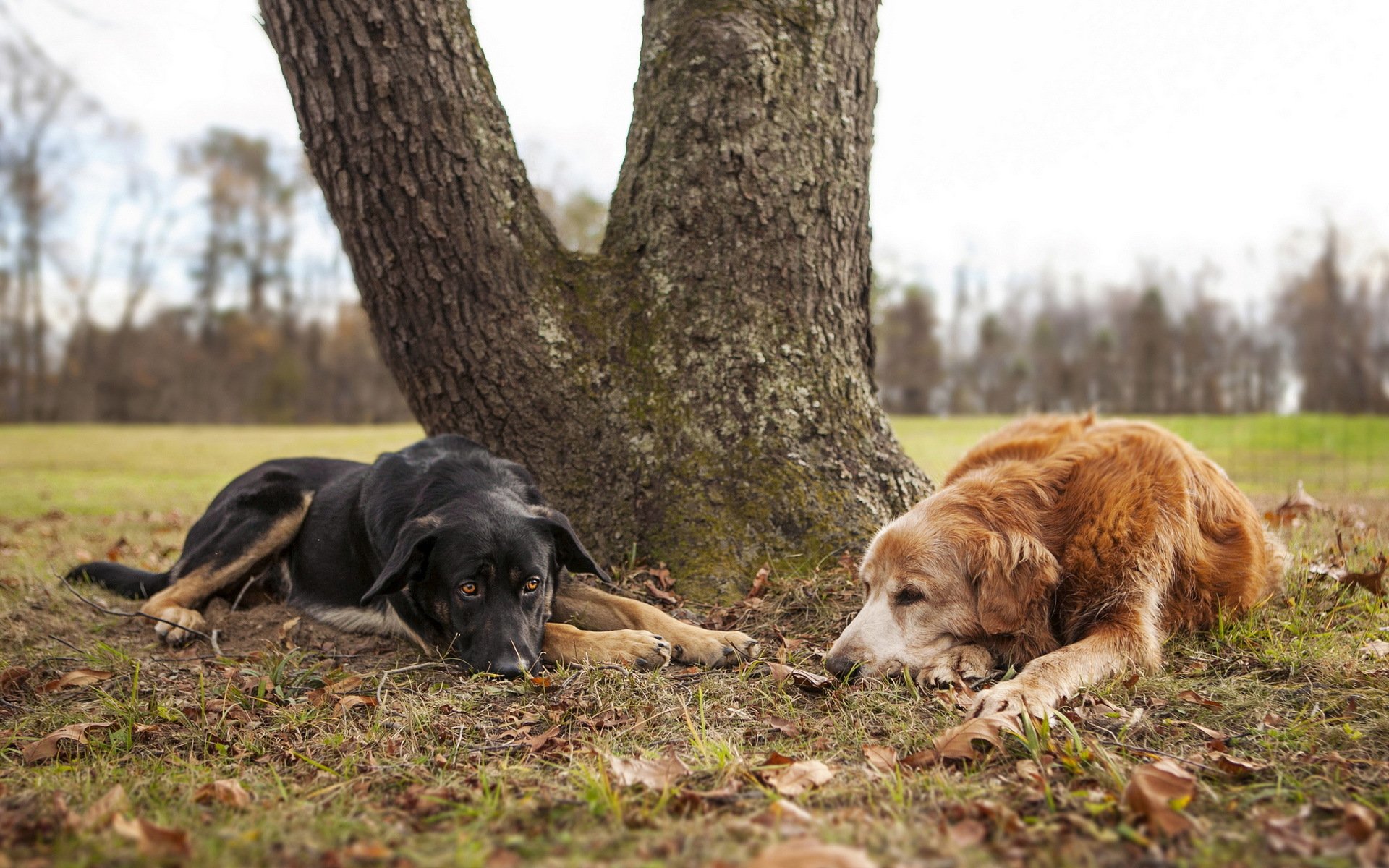 hunde natur freunde