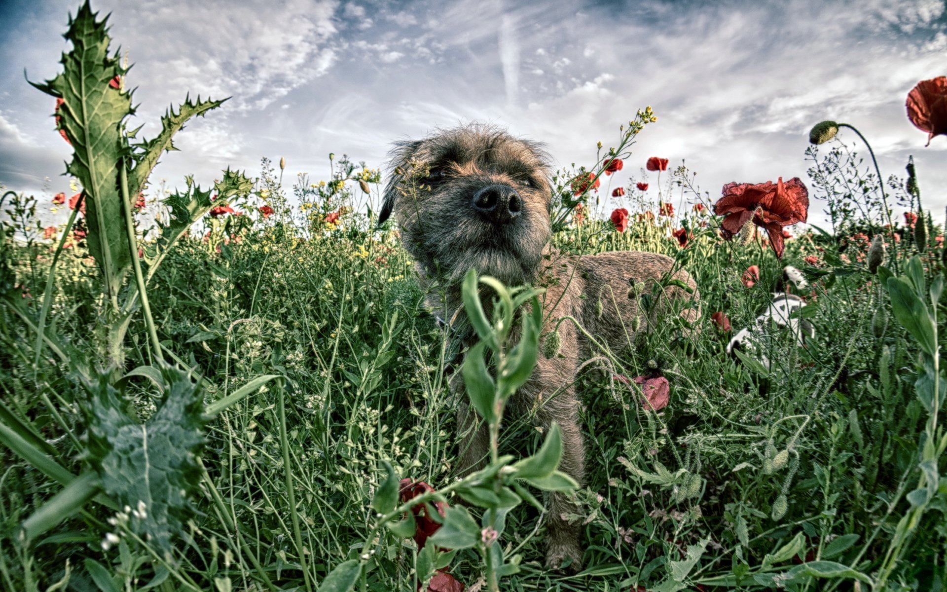 chien champ coquelicots