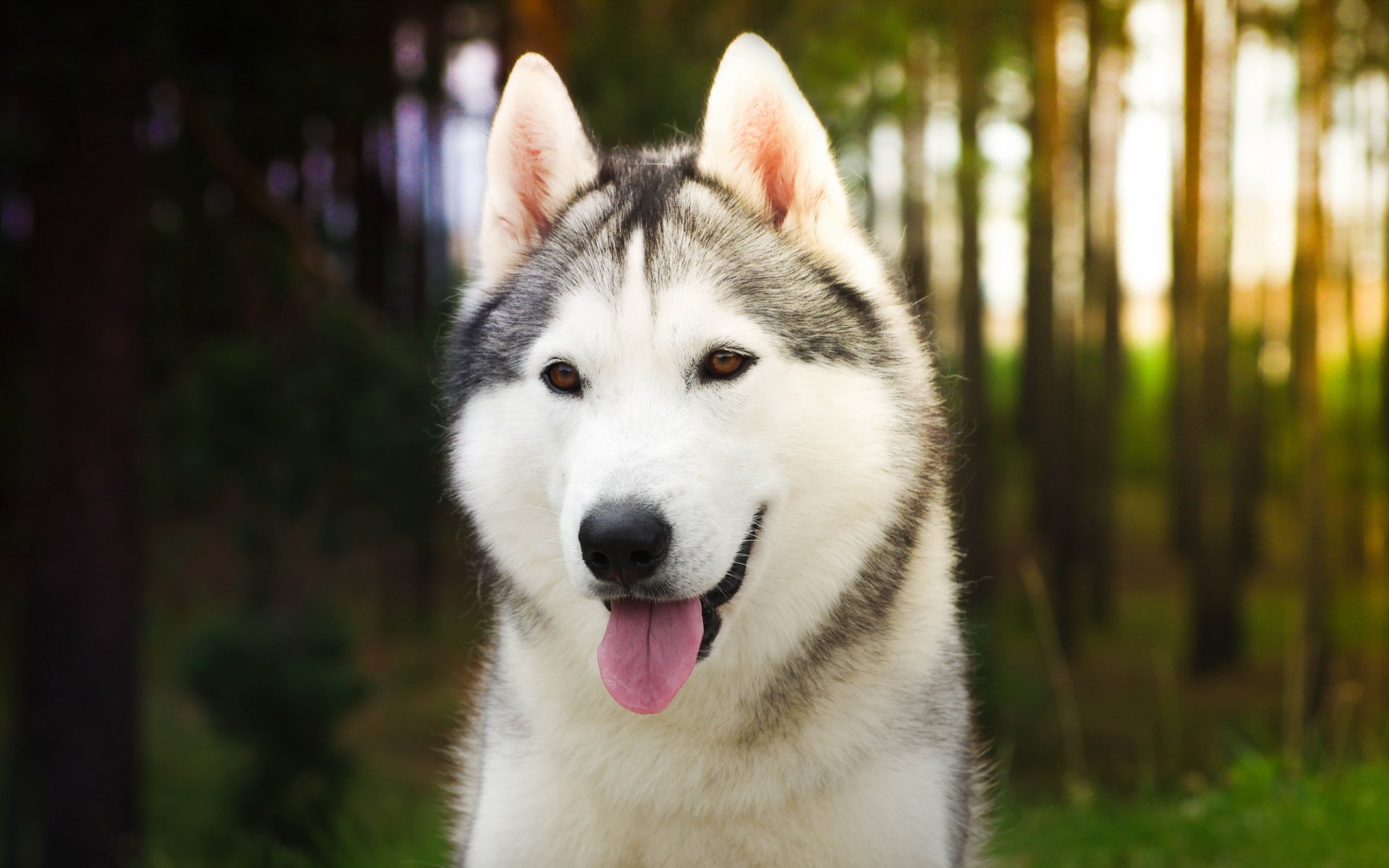 hund blick freund