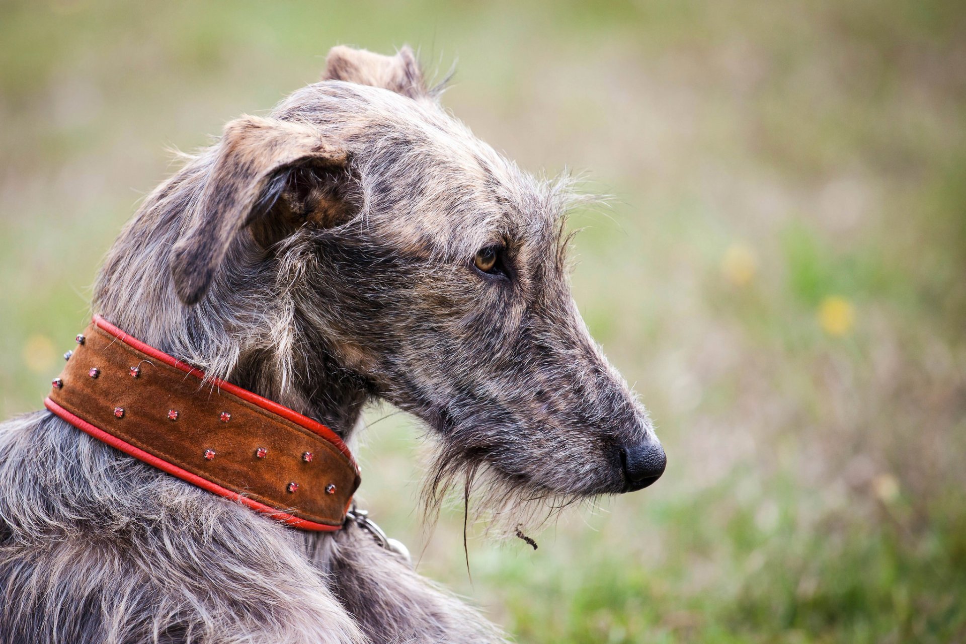 freund halsband profil hund