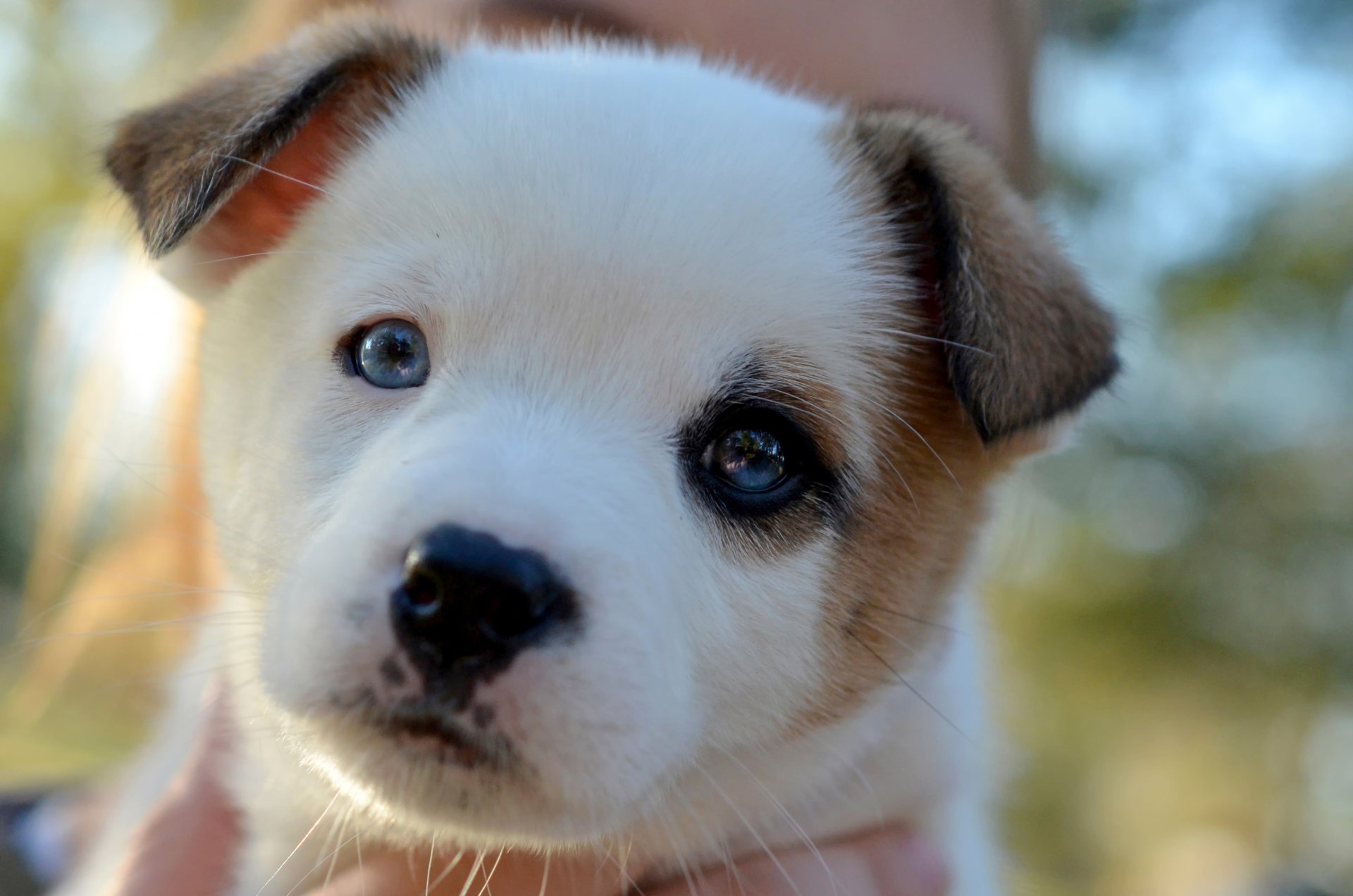 cachorro cara mirada