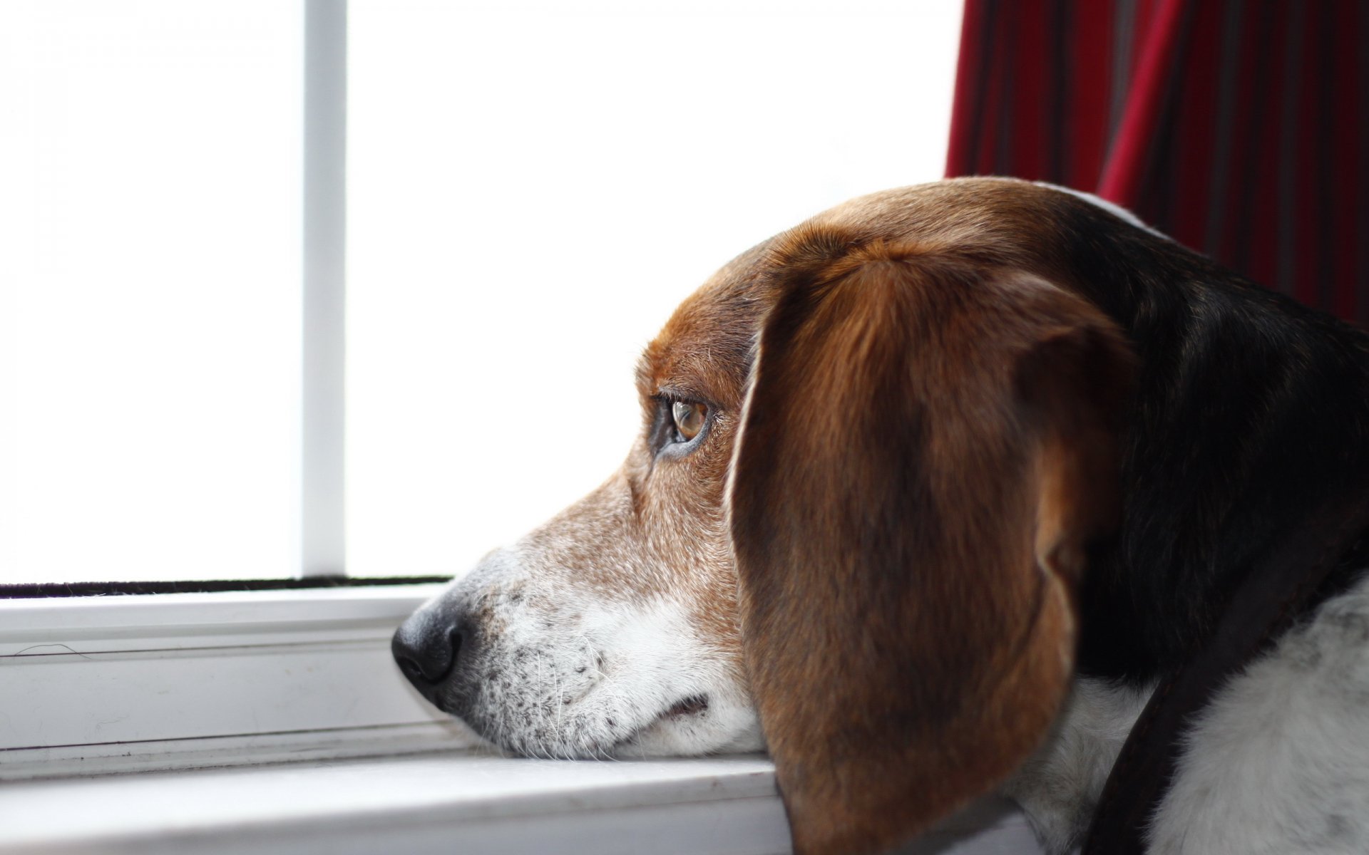 cane sguardo amico