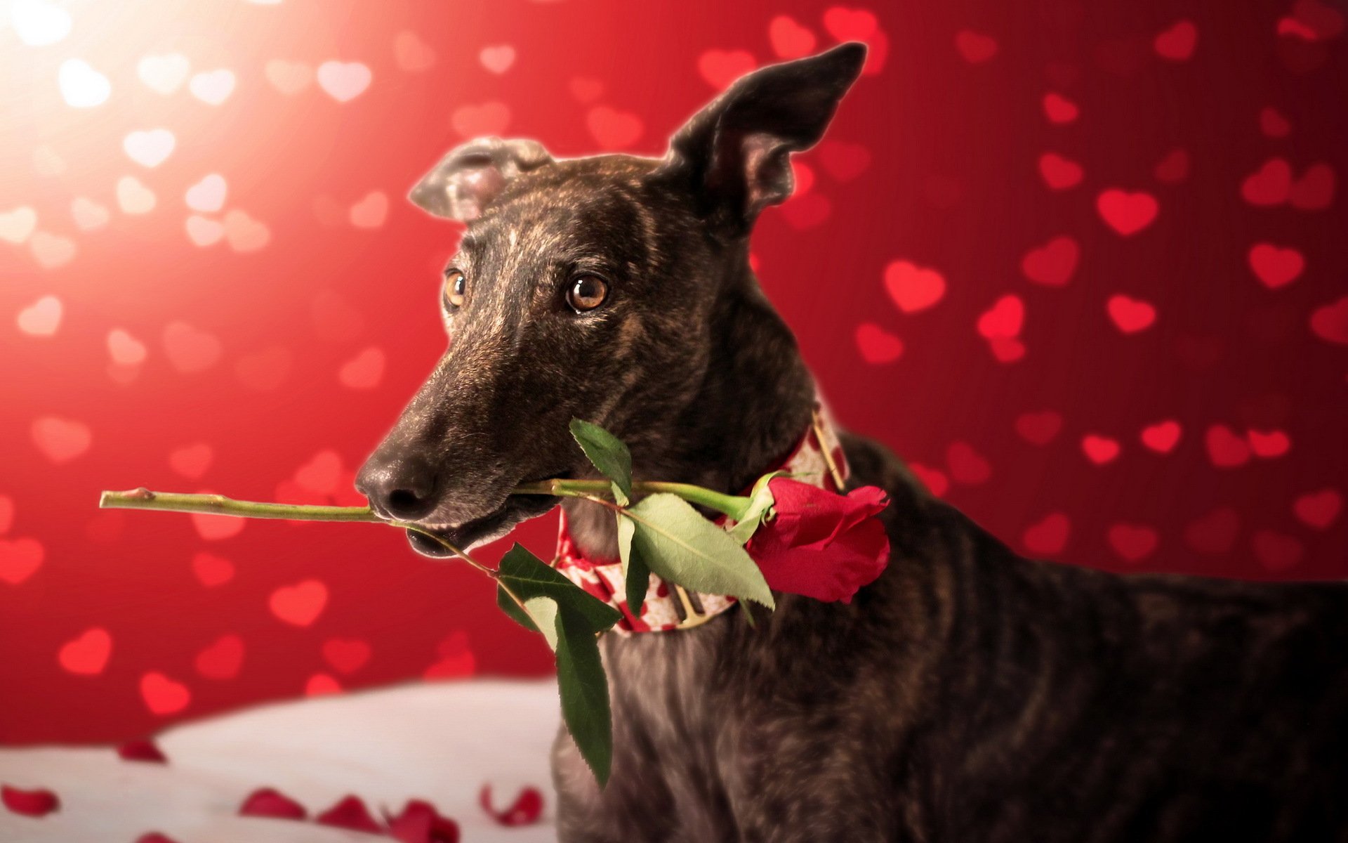 dog view other rose