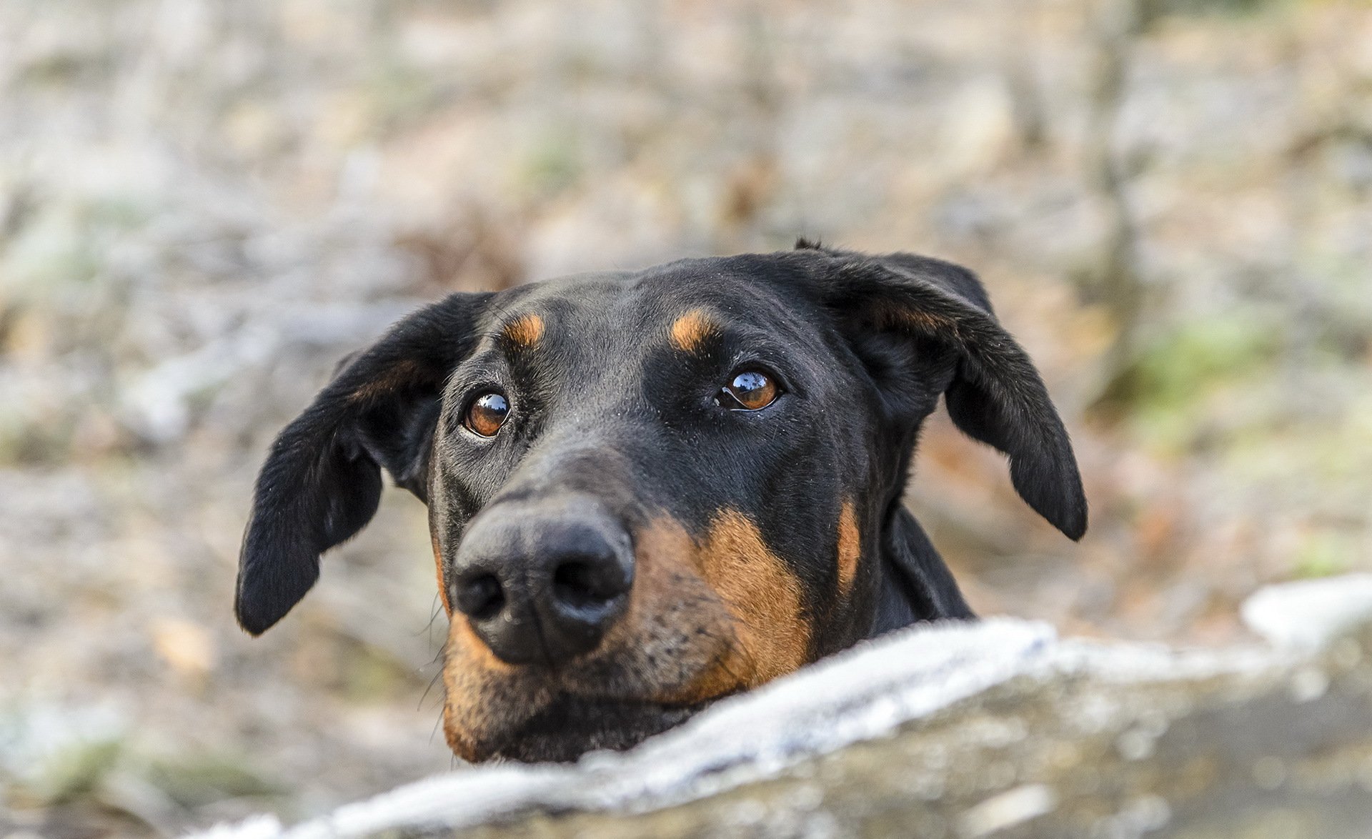 cane sguardo amico