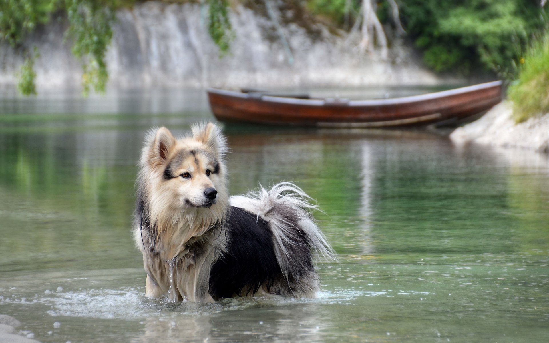 chien regard ami