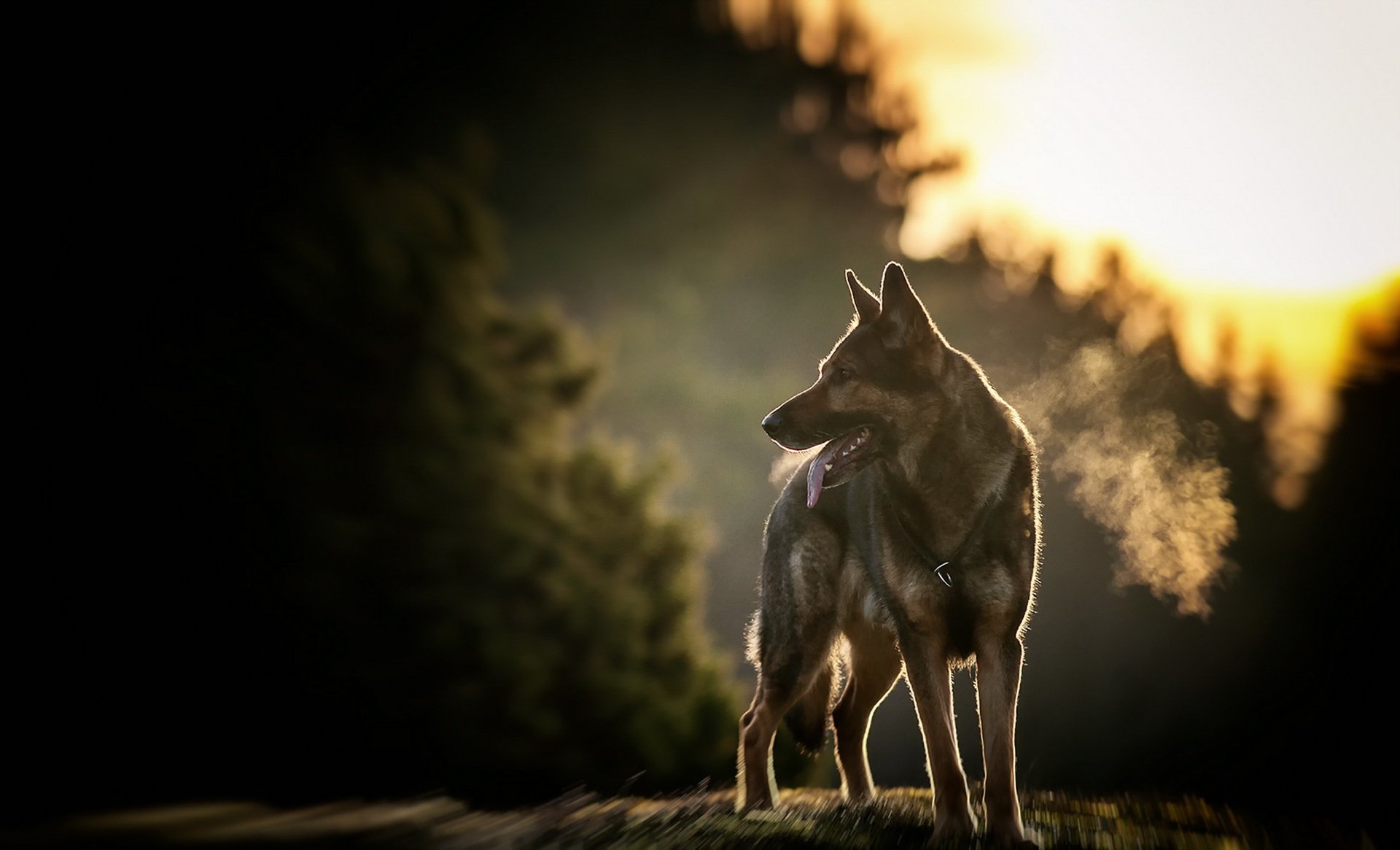 chien regard ami