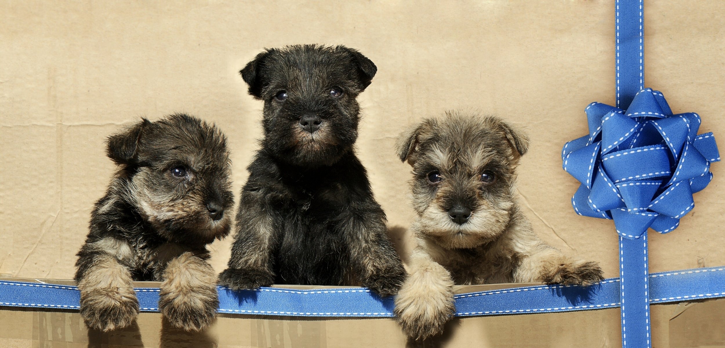 chiots trio trinité ruban arc