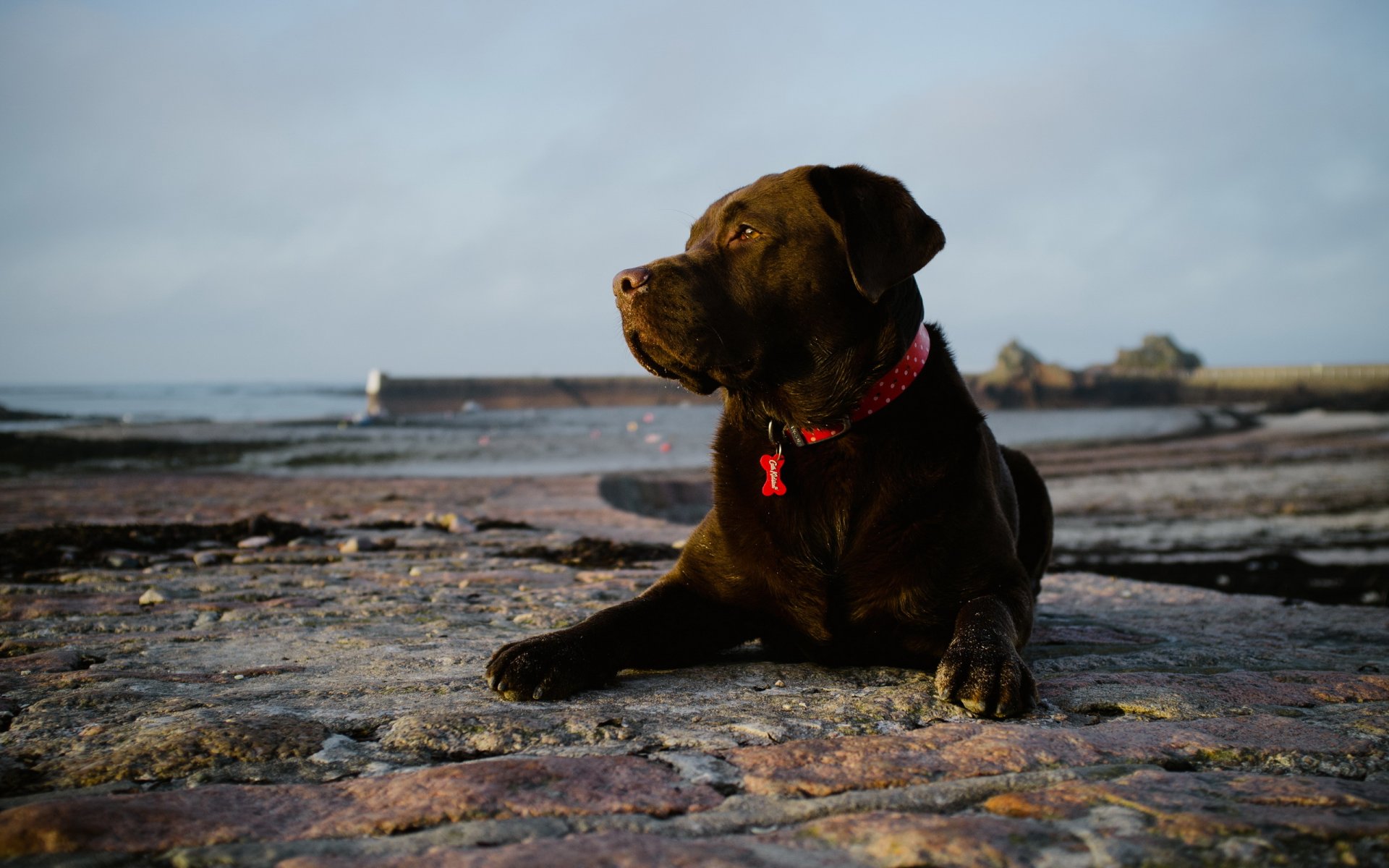 chien ami regard