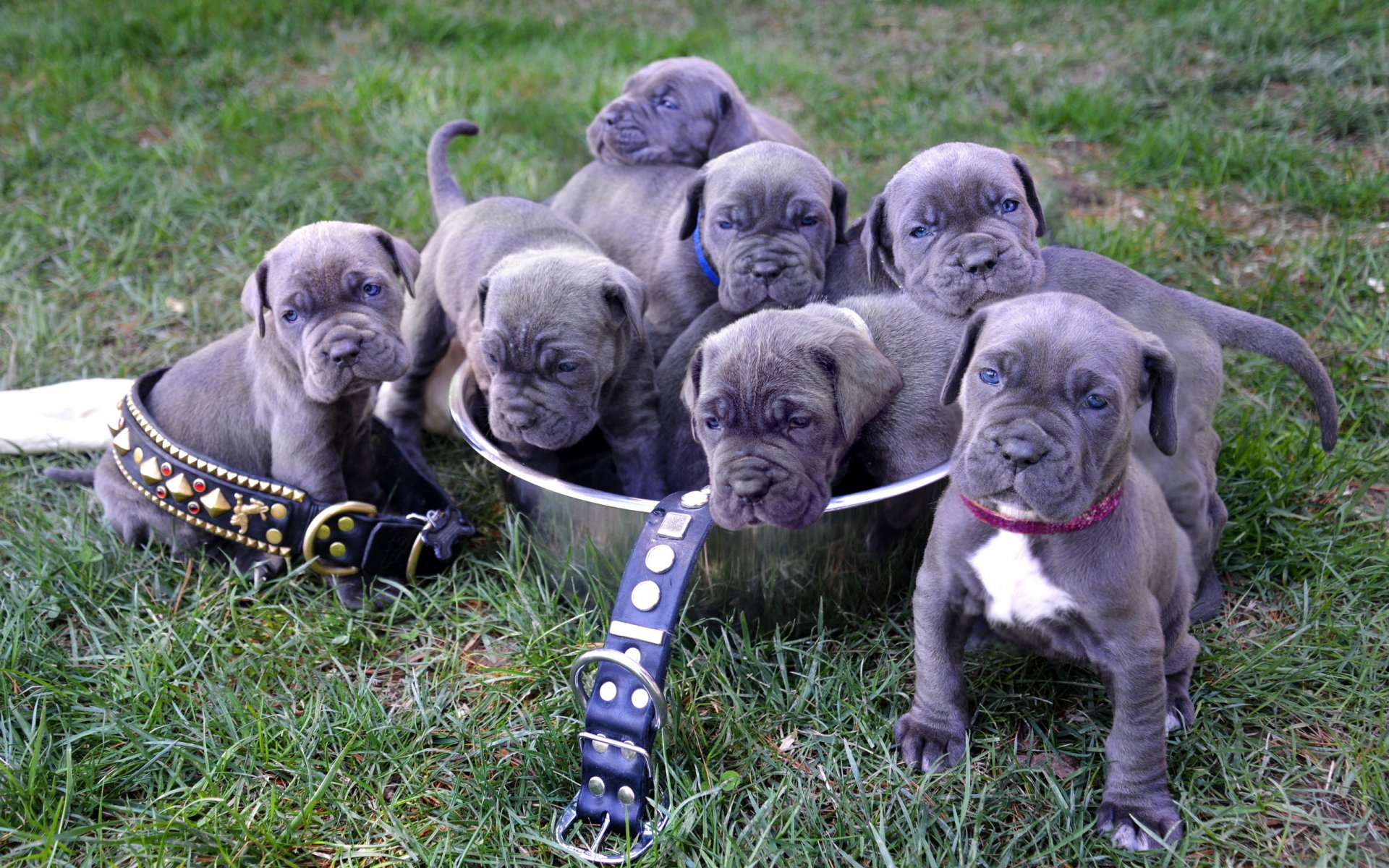 mastín napolitano cachorros