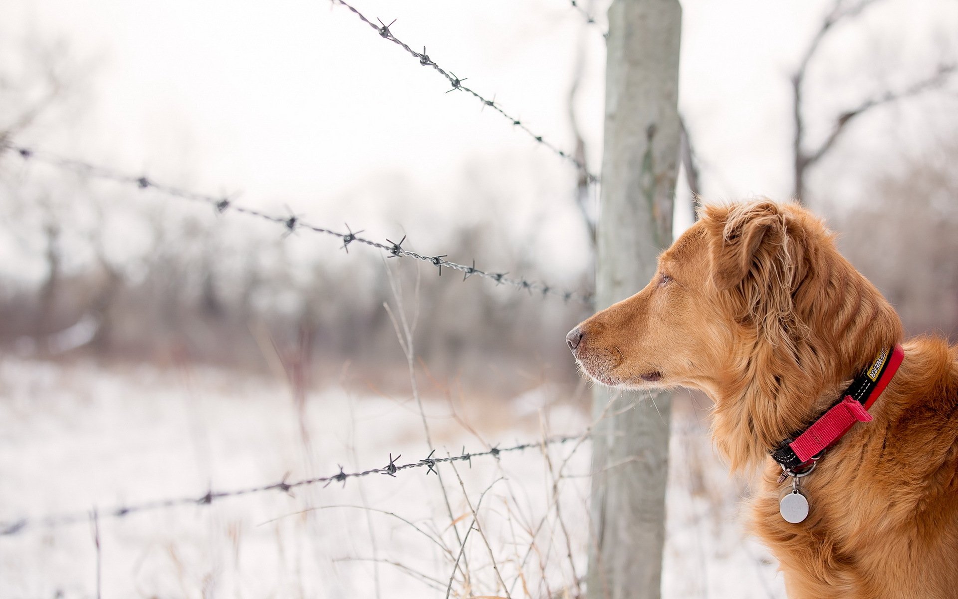 hund blick freund zaun