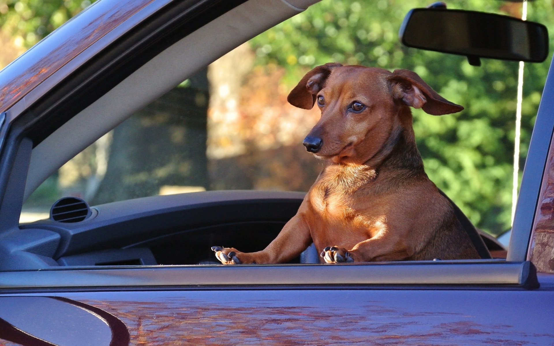 hund dackel auto passagier situation