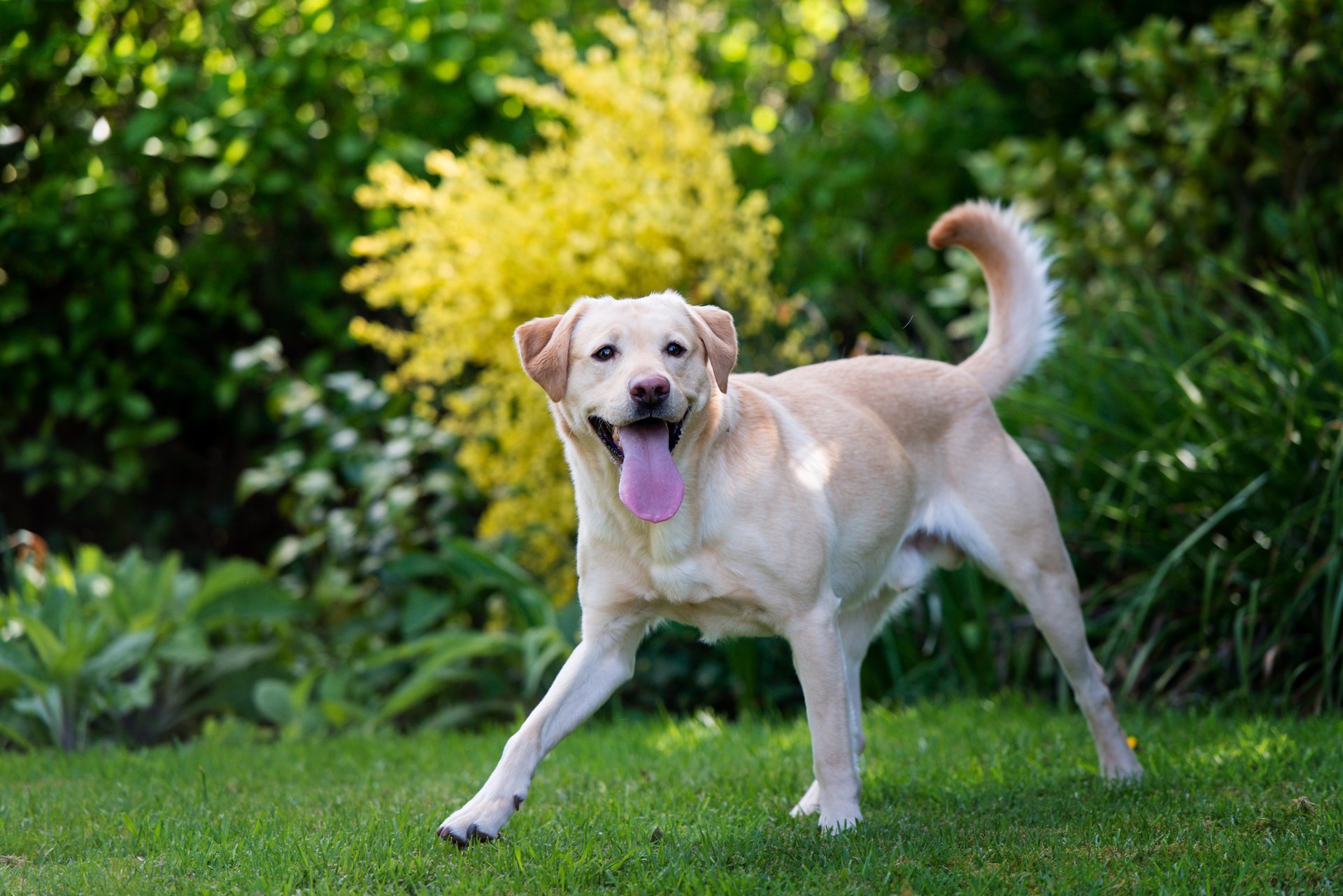 hund labrador gras zunge