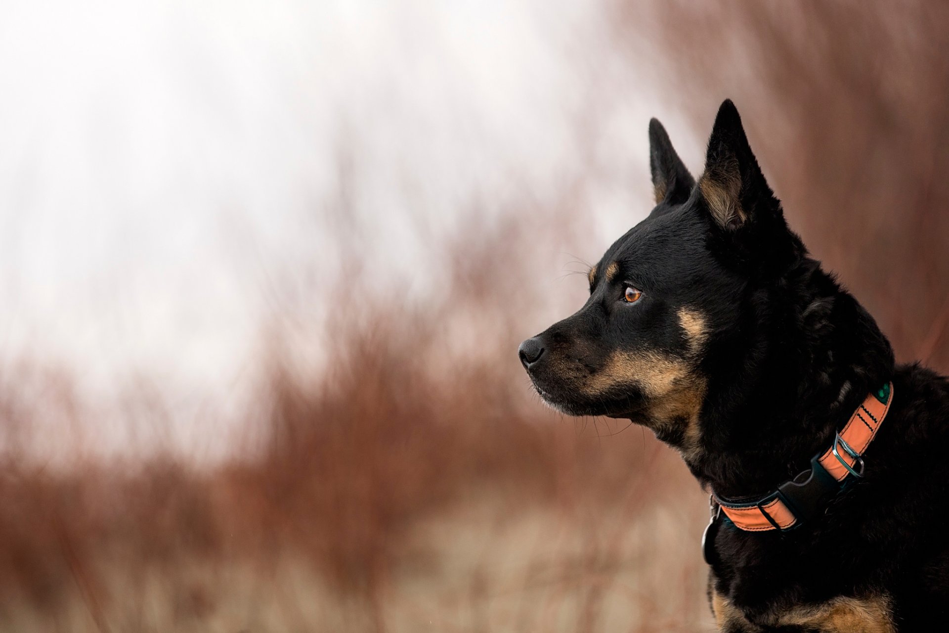 profil collier bokeh