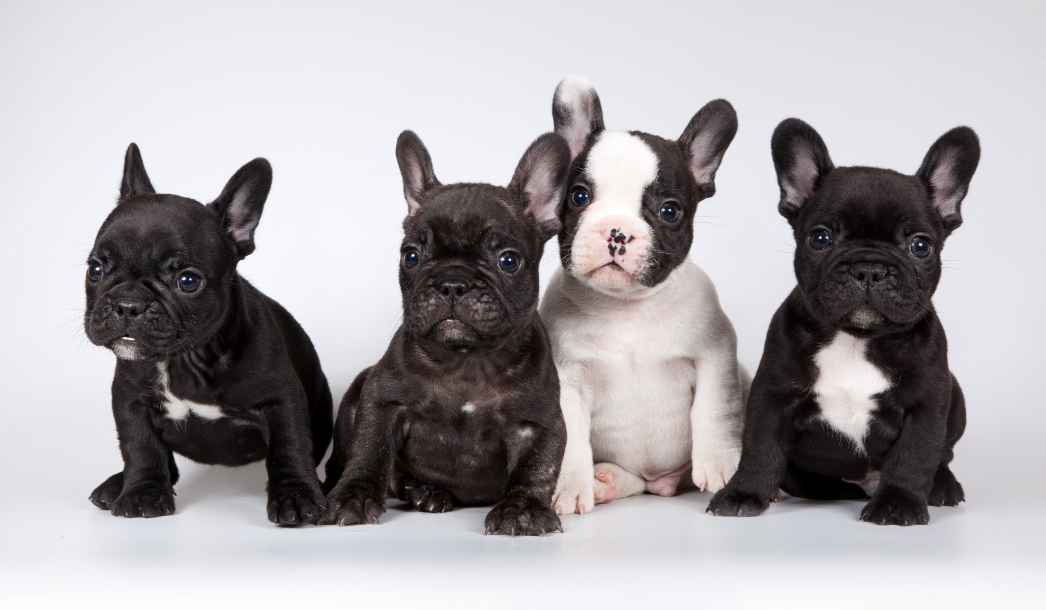 dogs friends background
