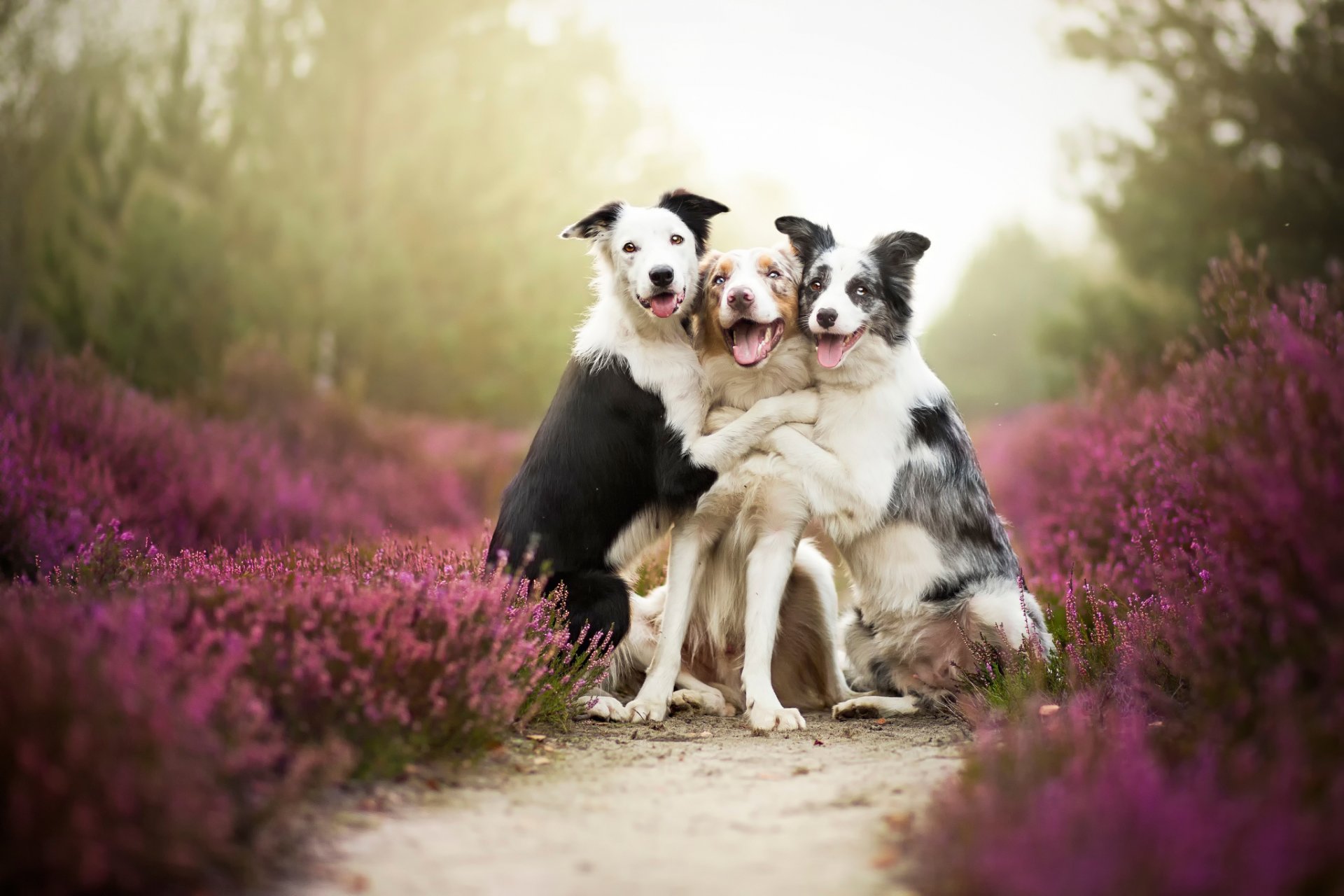 border collie przyjaciele psy