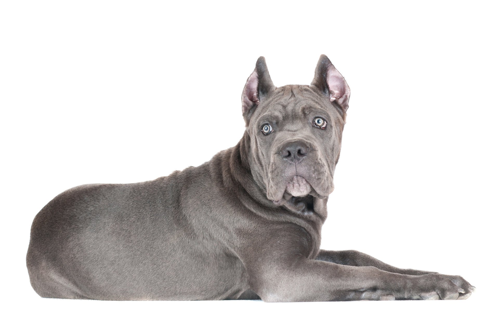 cane corso pies szczeniak spojrzenie białe tło