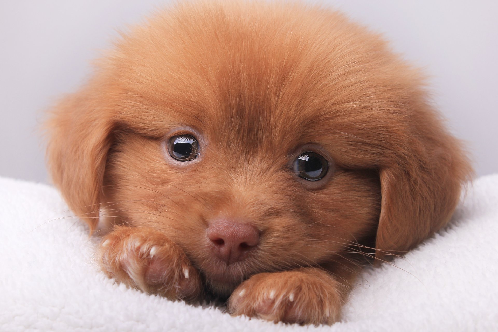 cachorro mirada peludo retrato