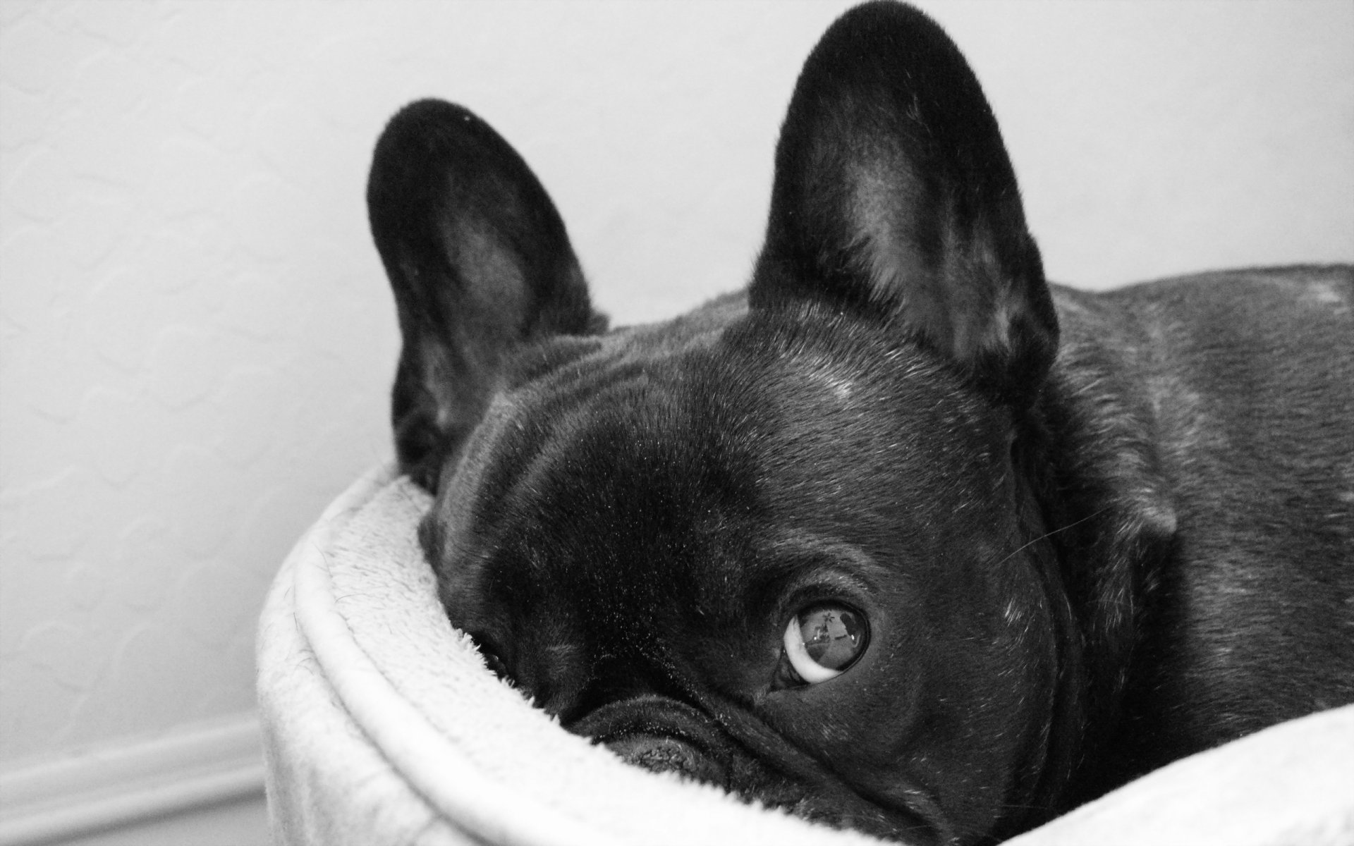 perro mirada amigo