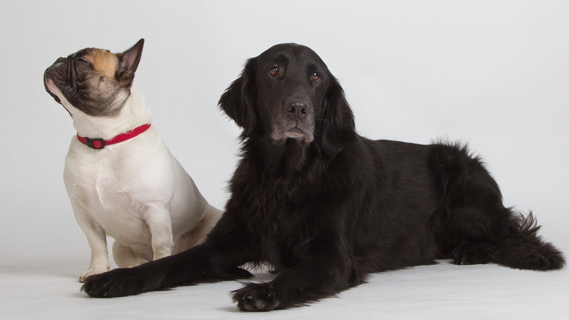 hunde freunde hintergrund