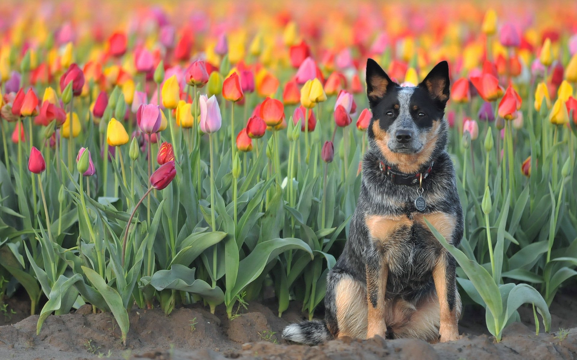 hund blick freund tulpen