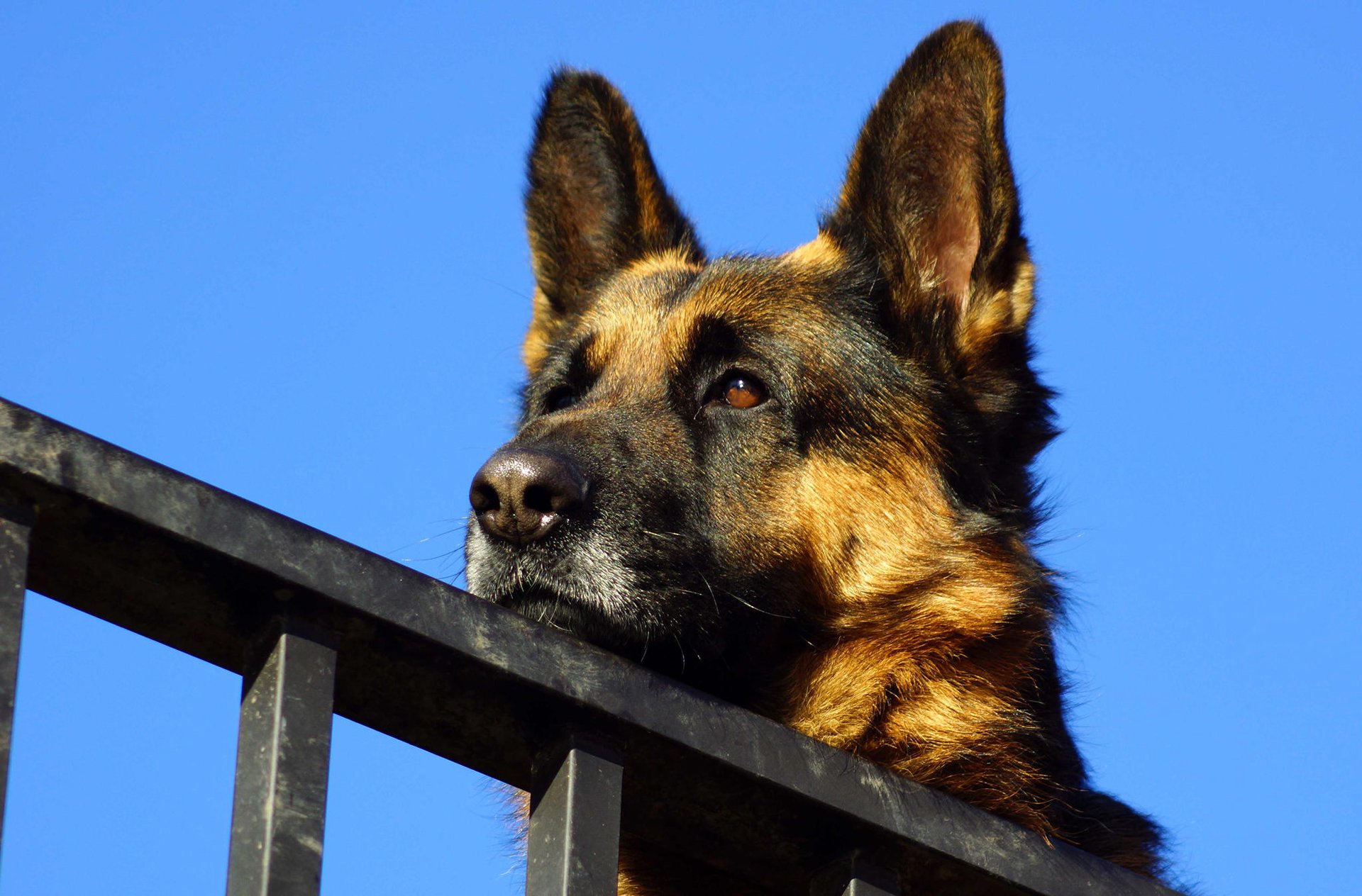 german shepherd face sky