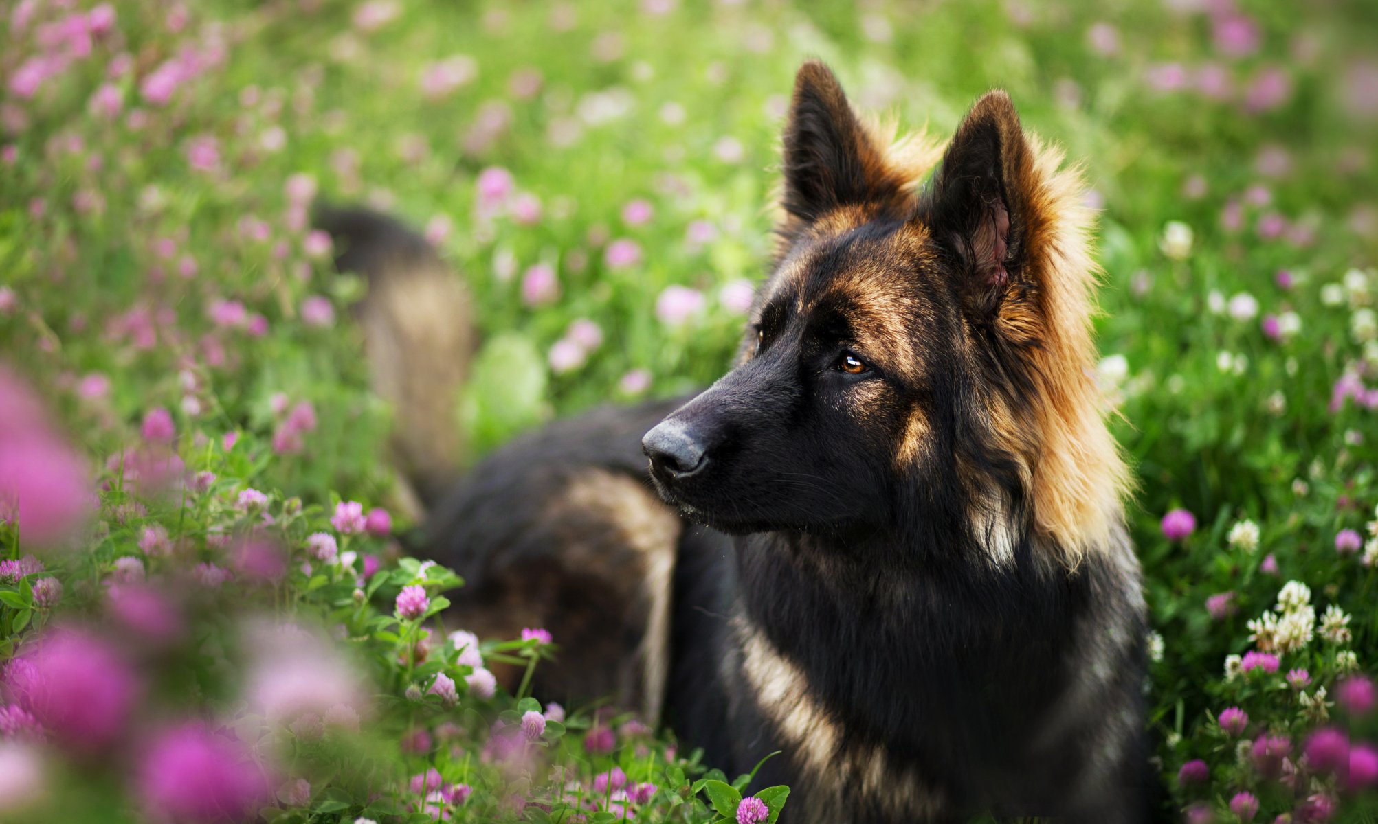 perro mirada amigo