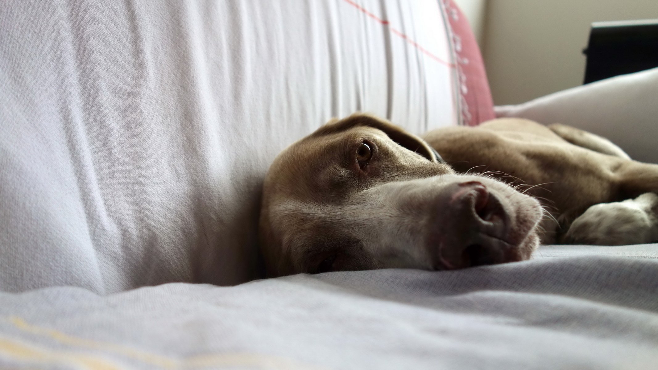 hund blick freund