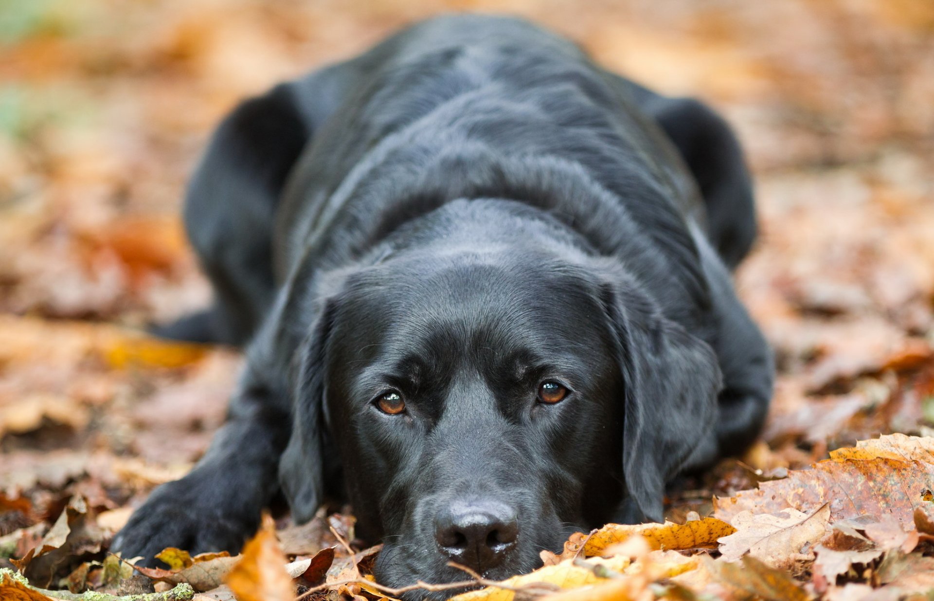 perro mirada amigo