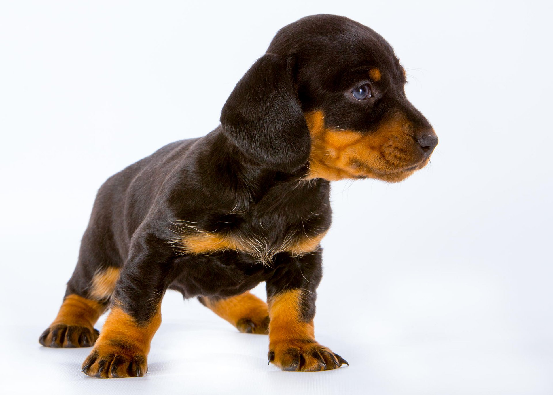 cachorro orejas mirada