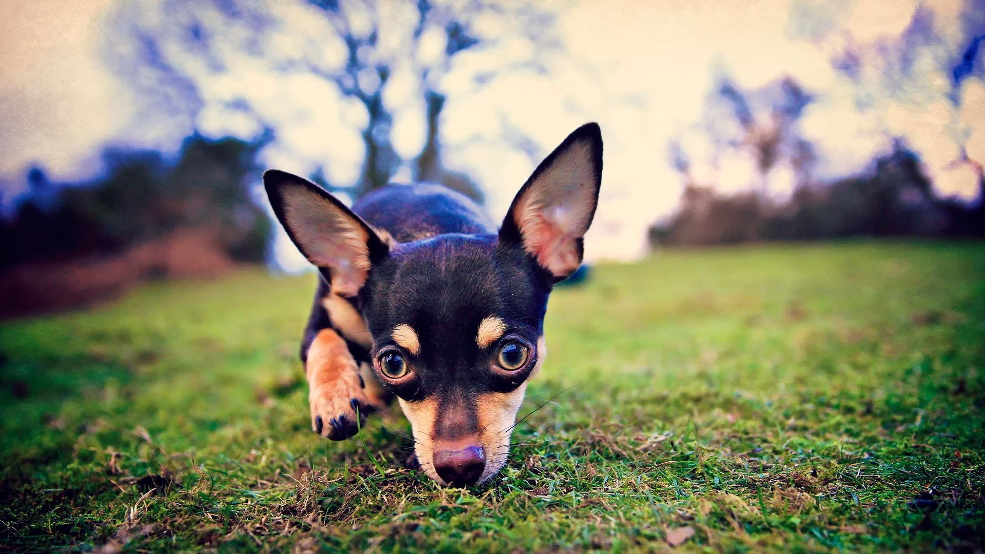 sguardo cagnolino orecchie