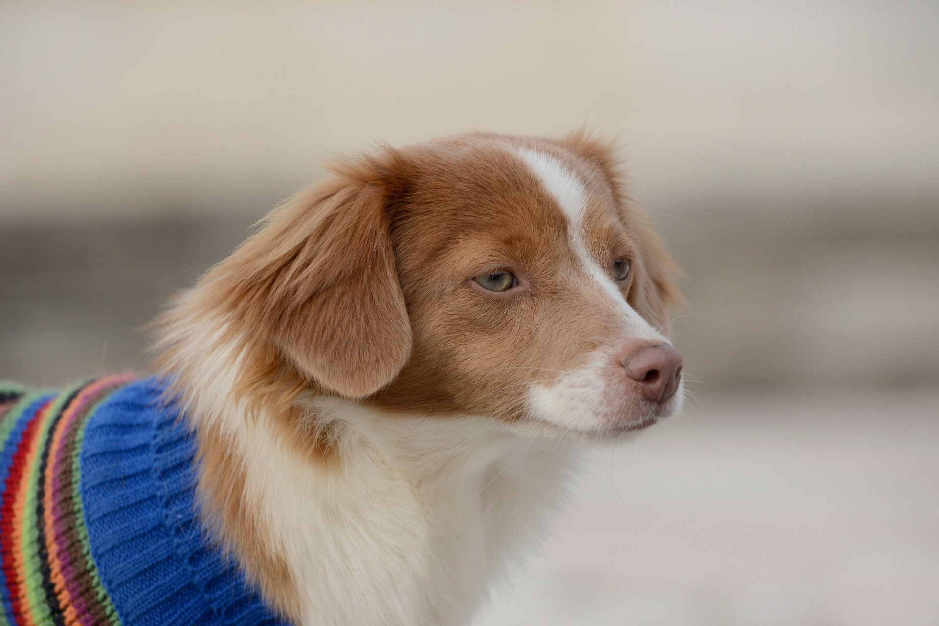 spaniel spojrzenie przyjaciel