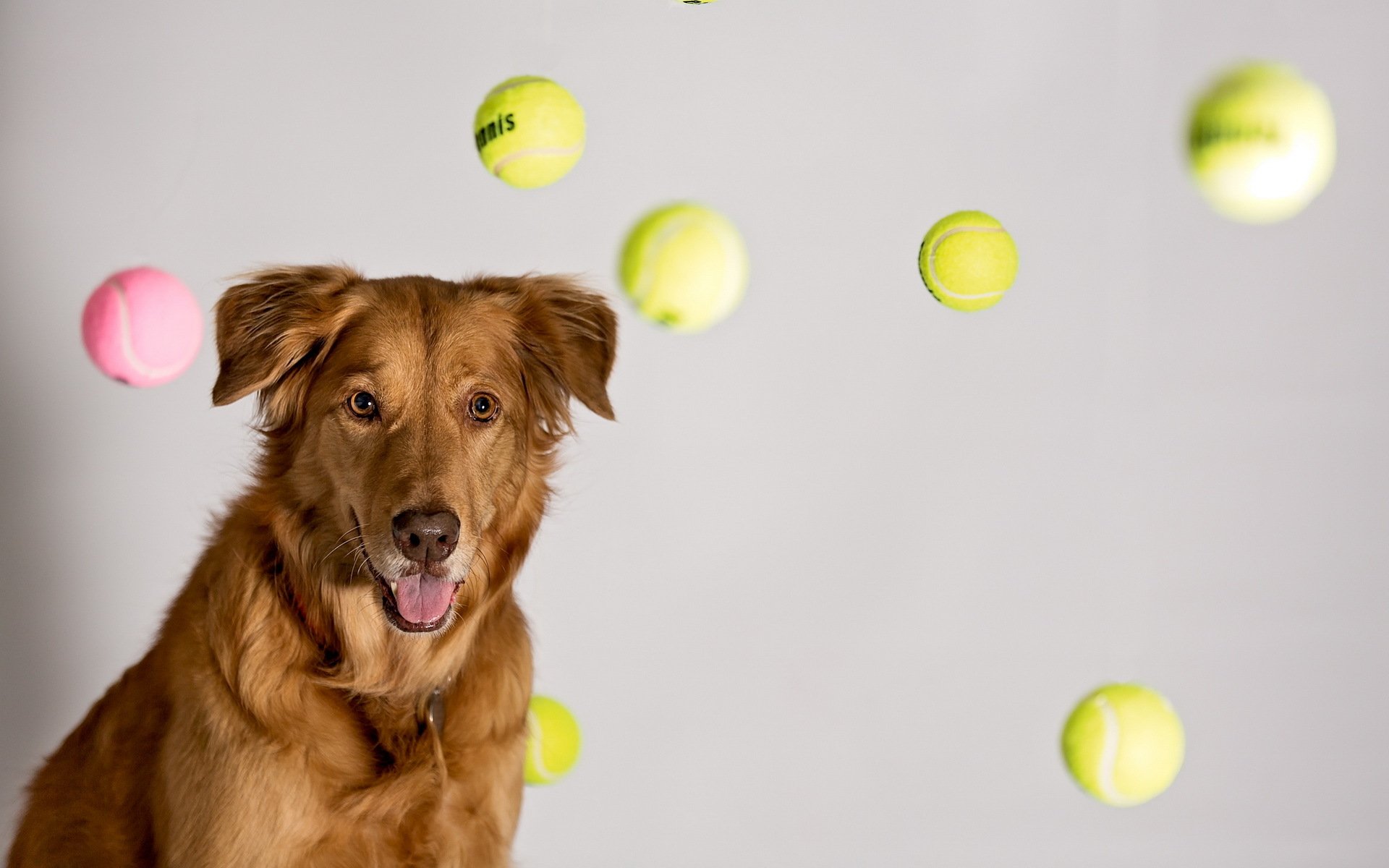 tennis ball träume